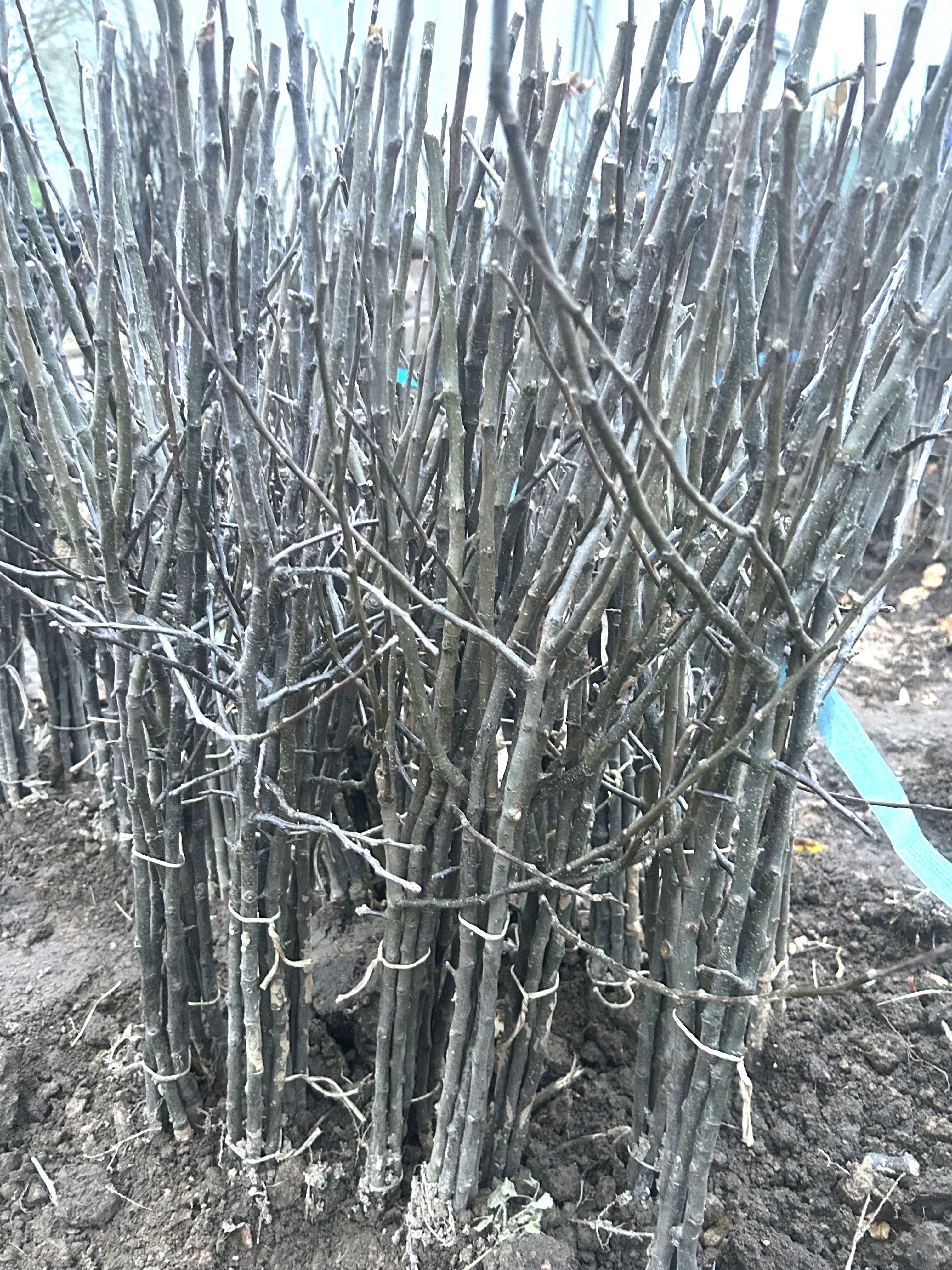 Malus  MM 106                   VgU zert.vf