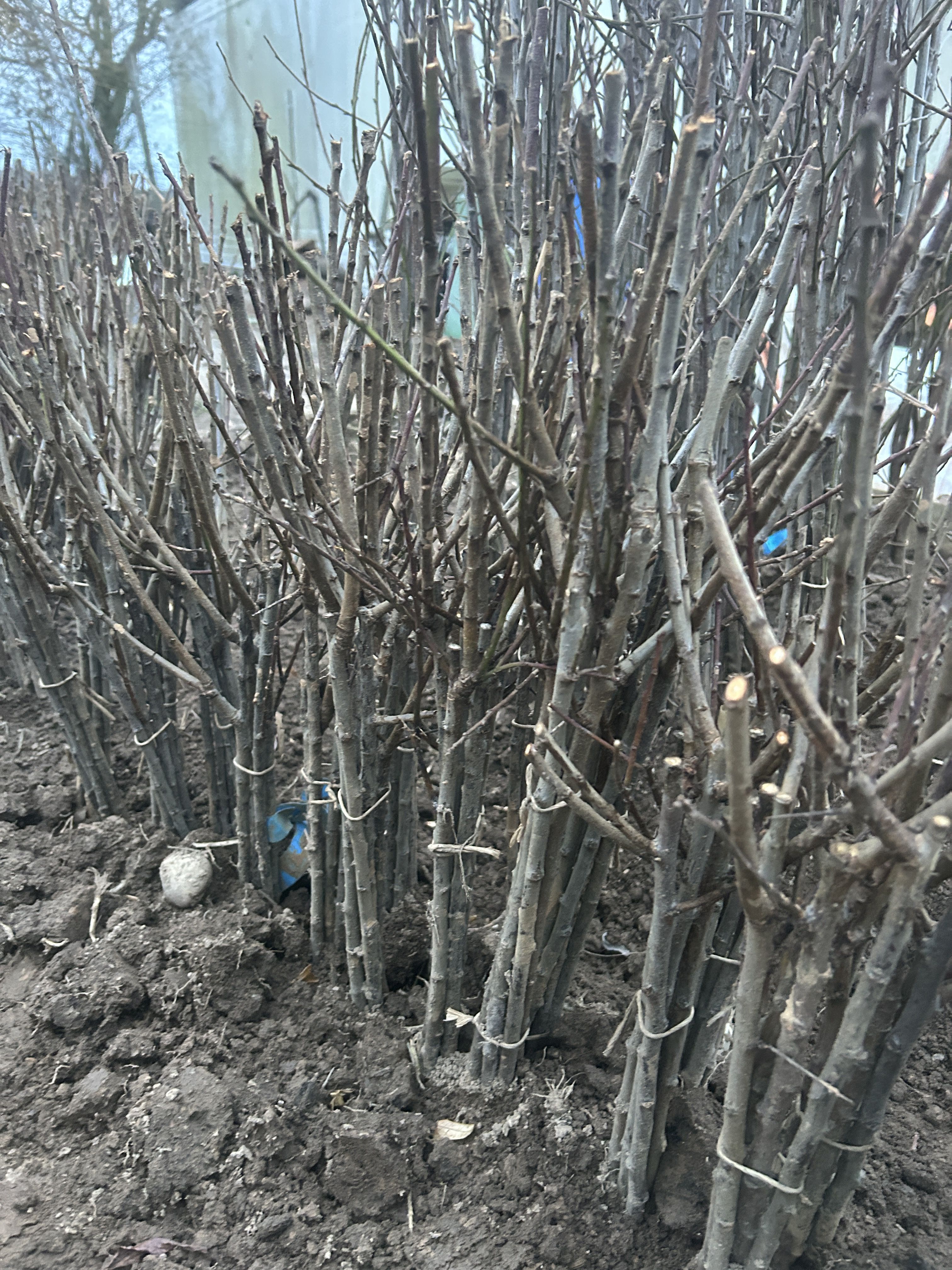 Prunus  St.Julien A             VgU zert.vf