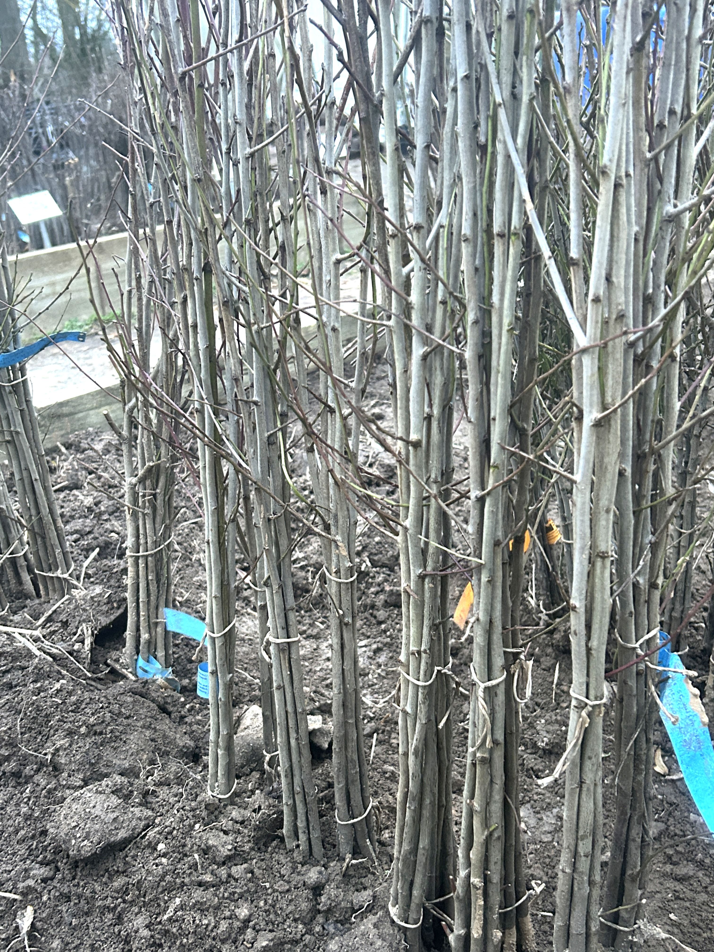 Prunus  St.Julien 'Inra 2'      VgU zert.vf