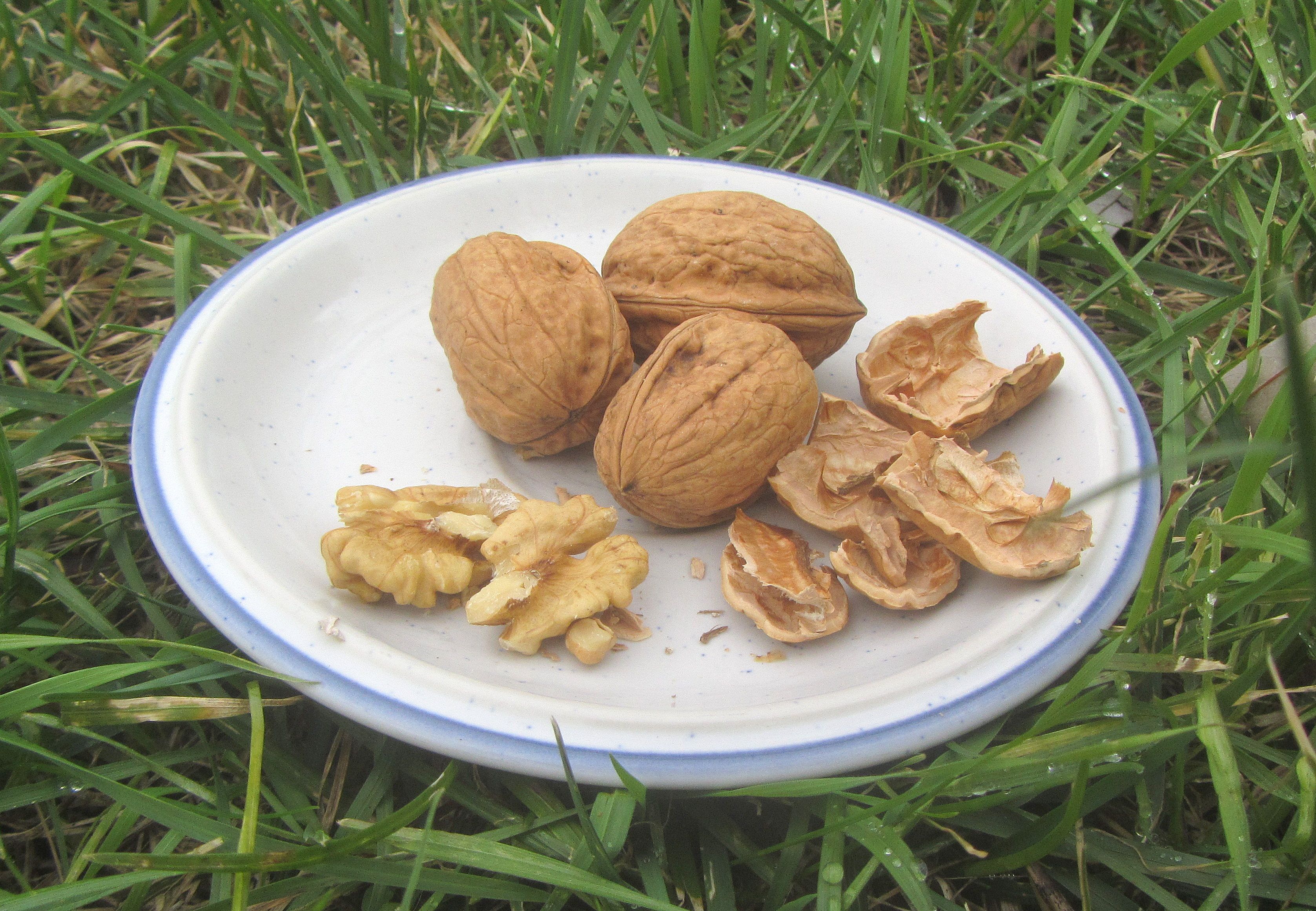Juglans regia 'Franquette'             CAC