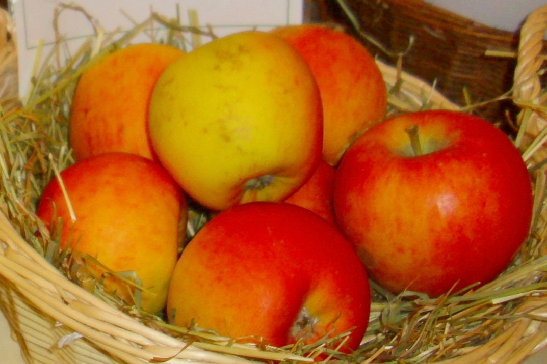 Malus 'Erwin Baur'                     CAC