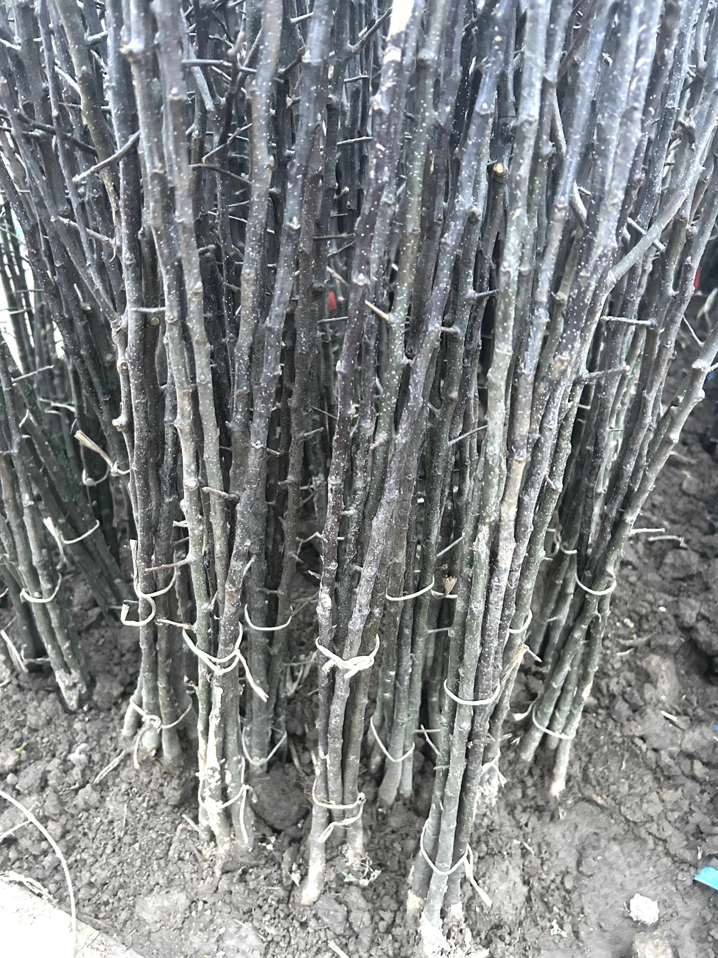 Malus 'Bittenfelder Slg.'  VgU zert.vf