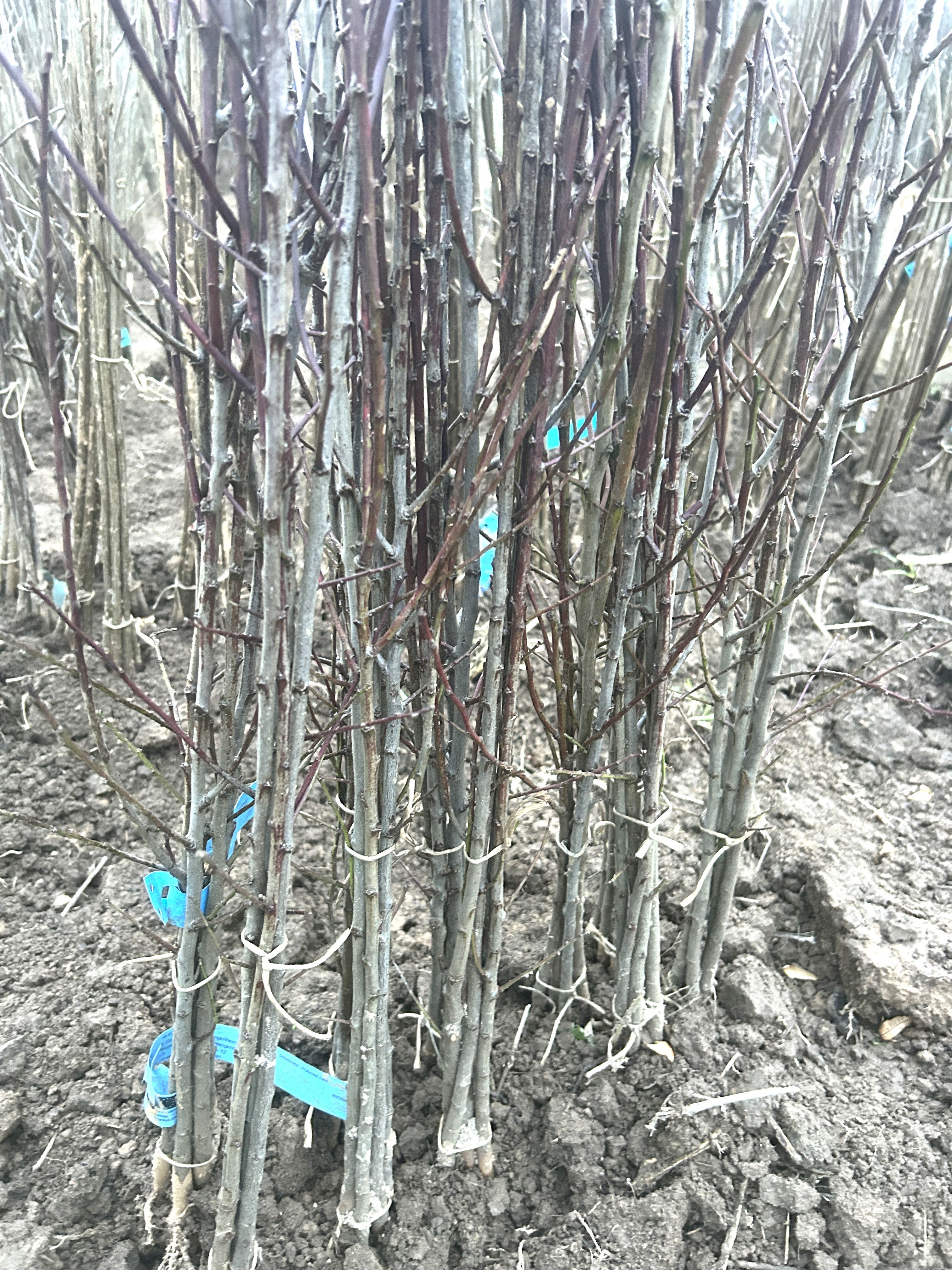 Prunus  St.Julien 'Wangenheims' VgU zert.vf