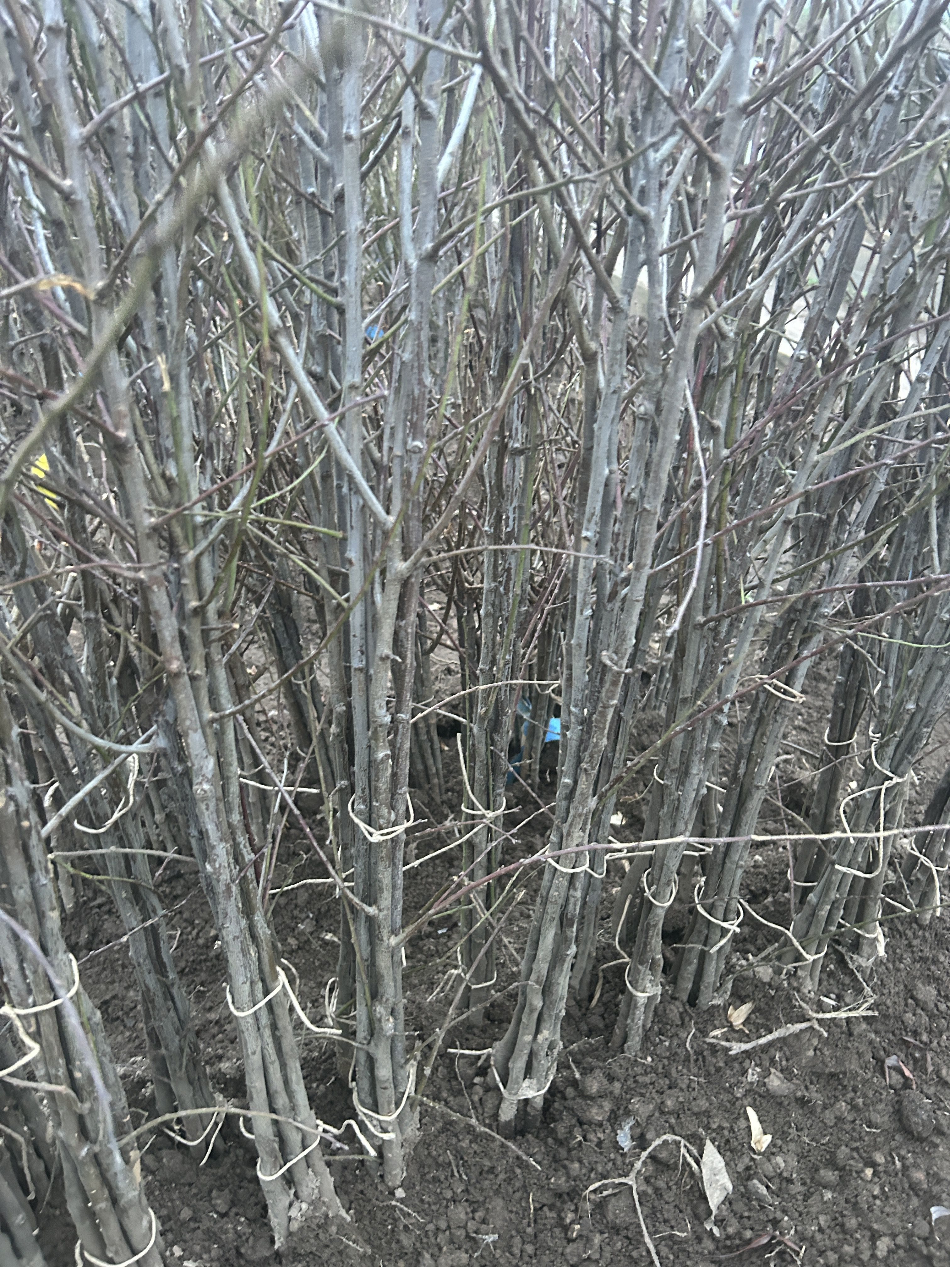 Prunus St.Julien 'Wädenswil'   VgU zert.vf