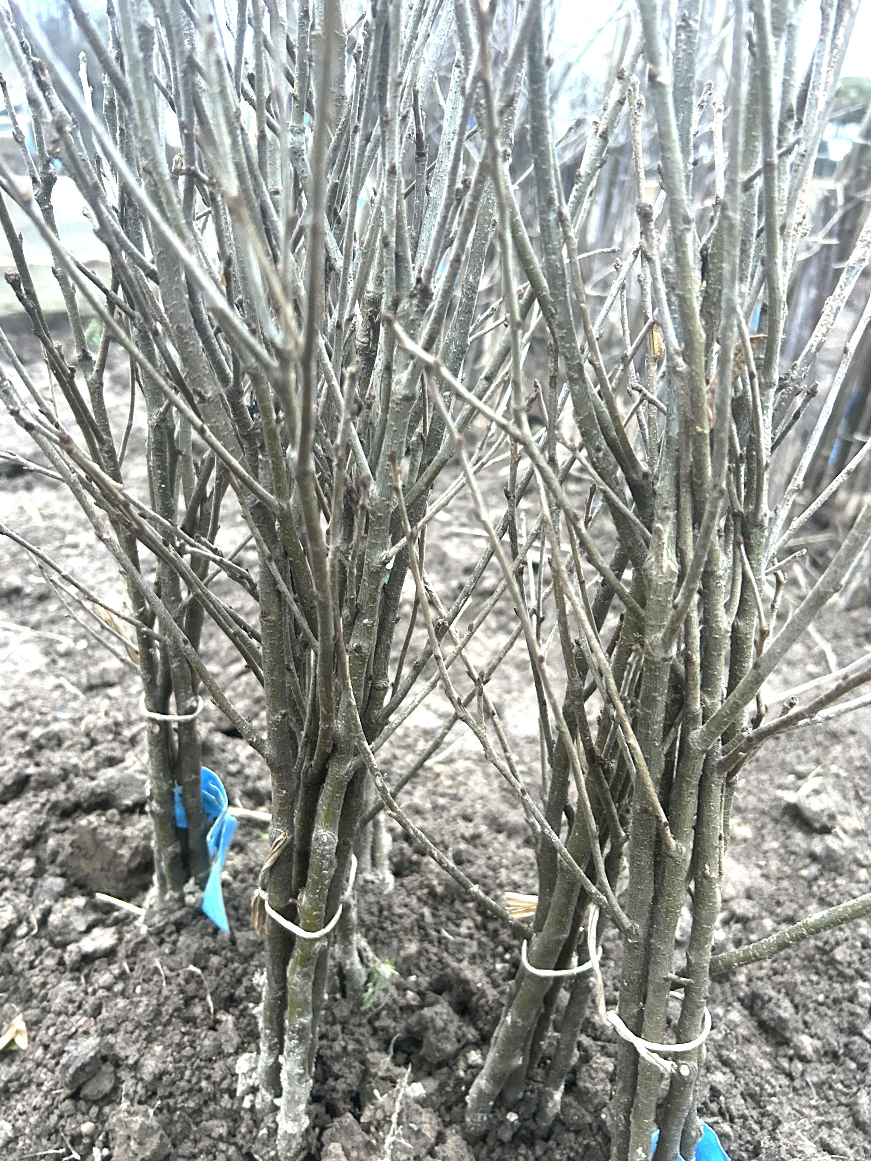 Prunus mahaleb                 VgU zert.vf