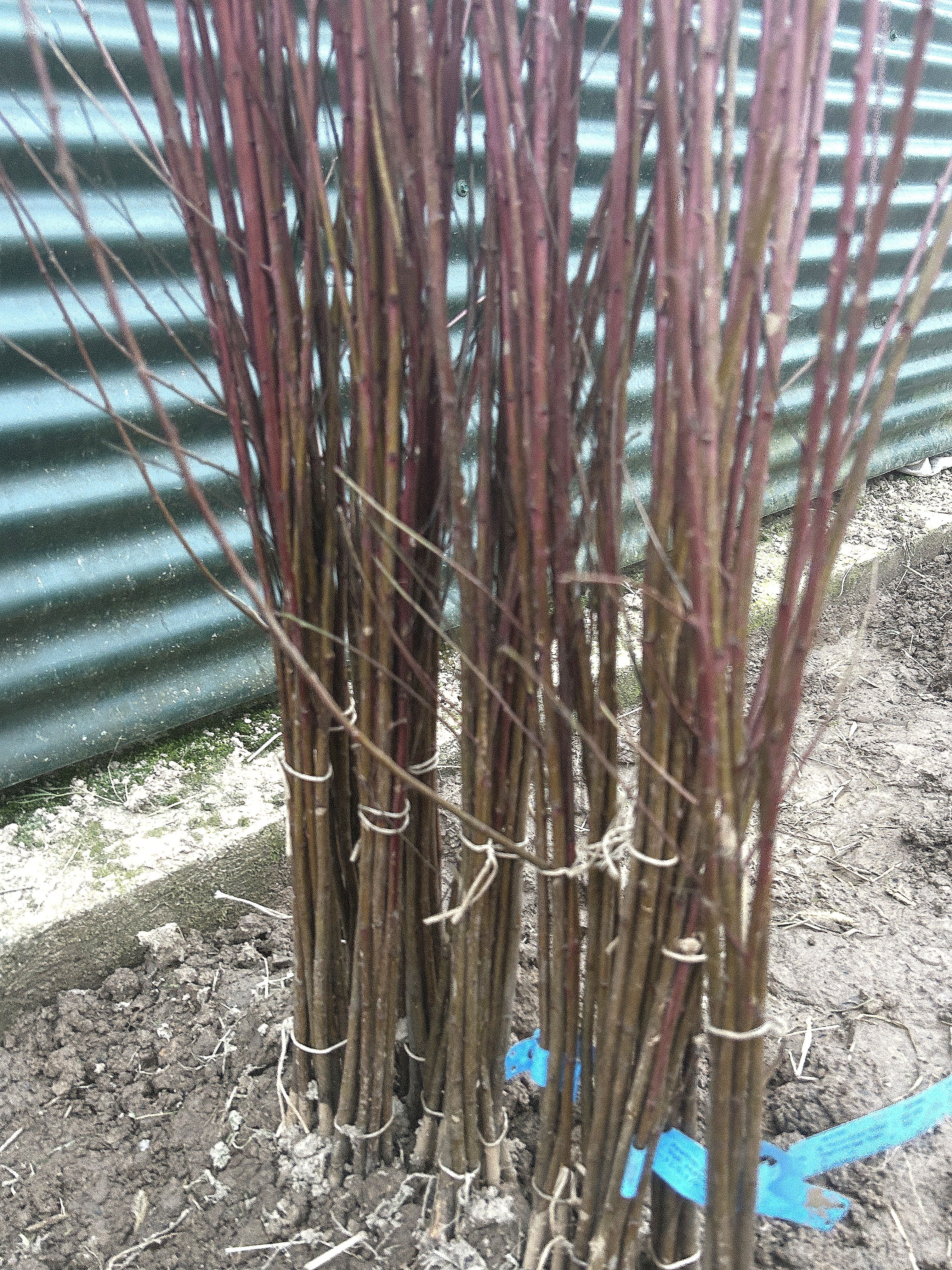 Prunus  persica 'Rubira'        VgU zert.vf