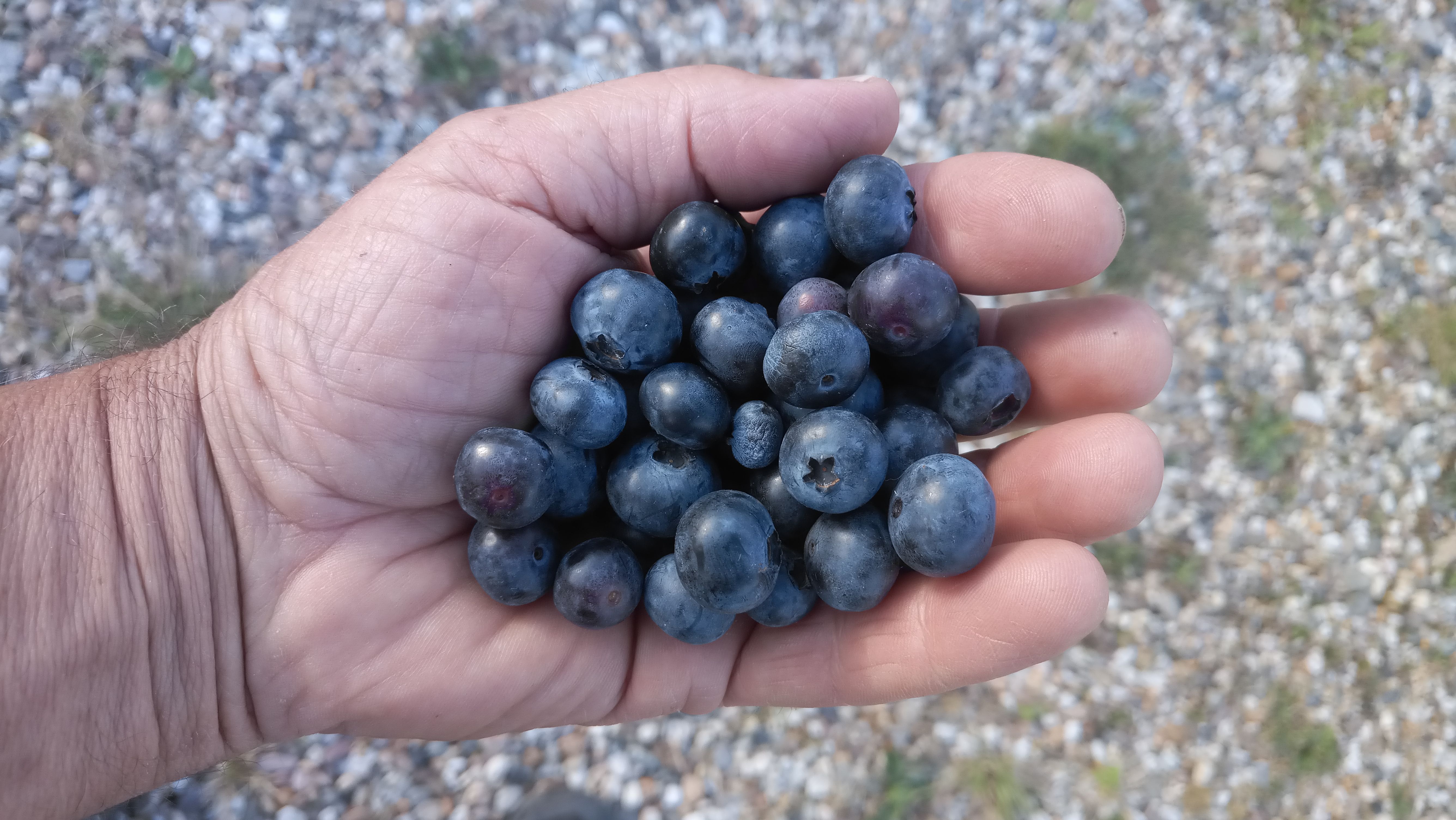 Vaccinium corymb.'Brigitta Blue'