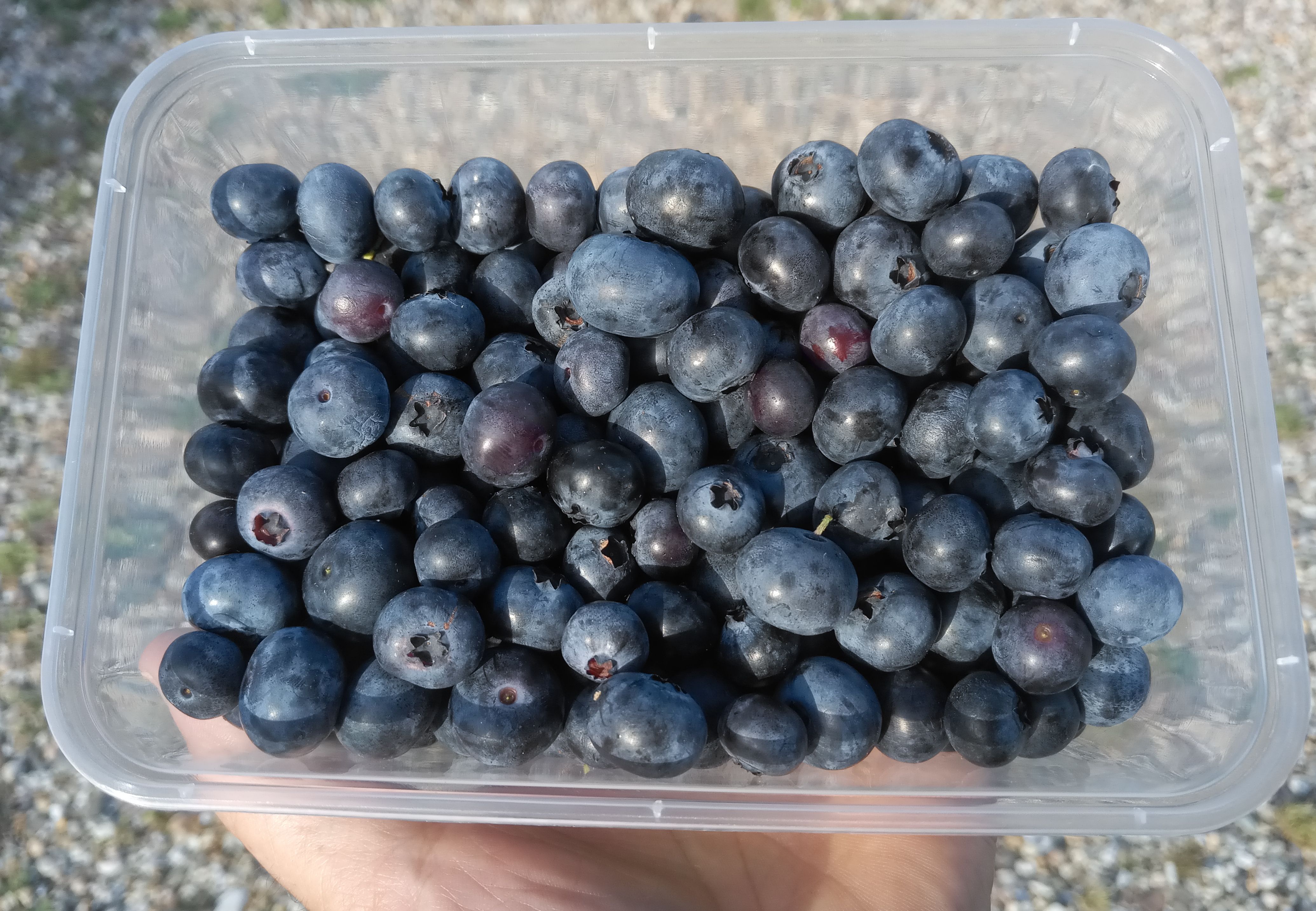 Vaccinium corymb.'Brigitta Blue'