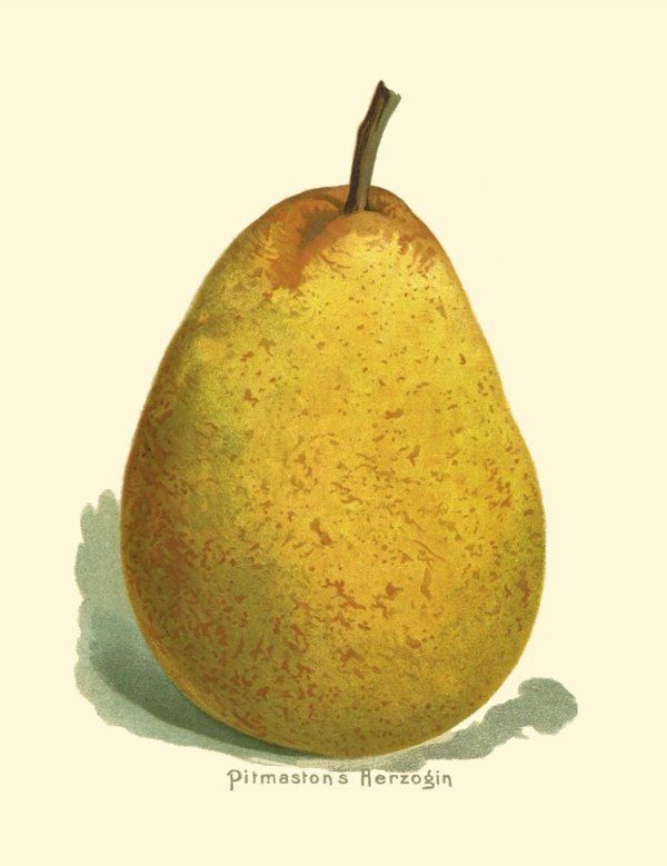 Pyrus com.'Pitmaston'                  CAC