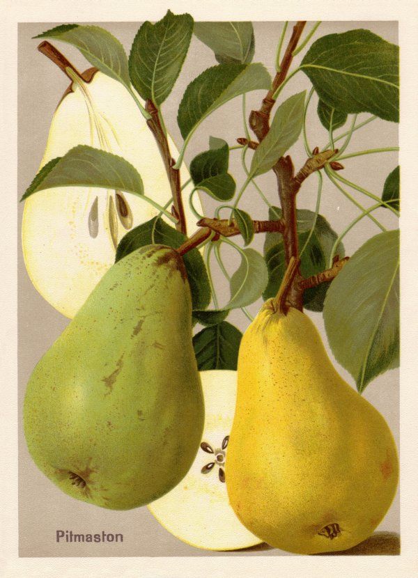 Pyrus com.'Pitmaston'                  CAC