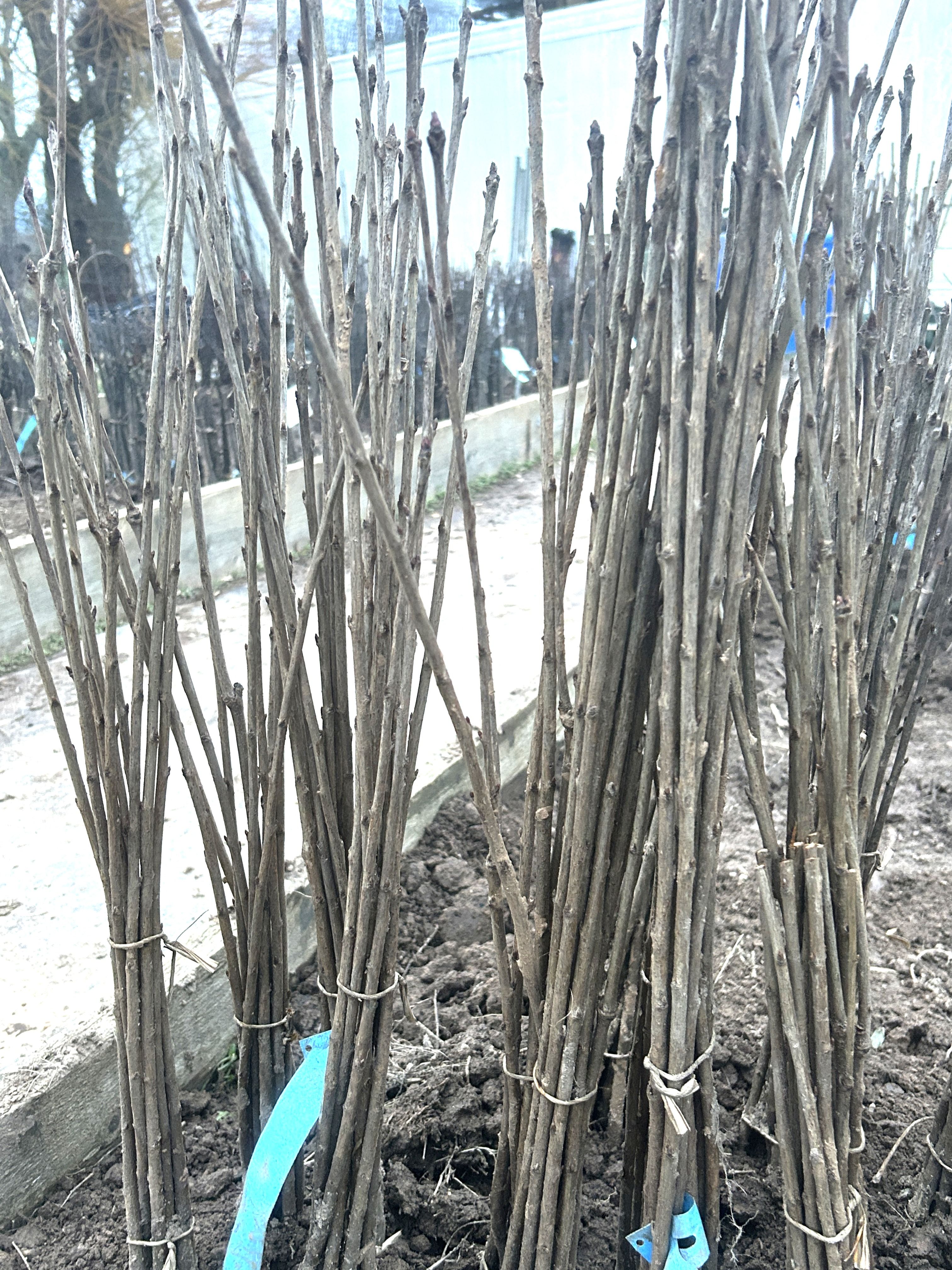Prunus  avium 'Limburger'       VgU zert.vf