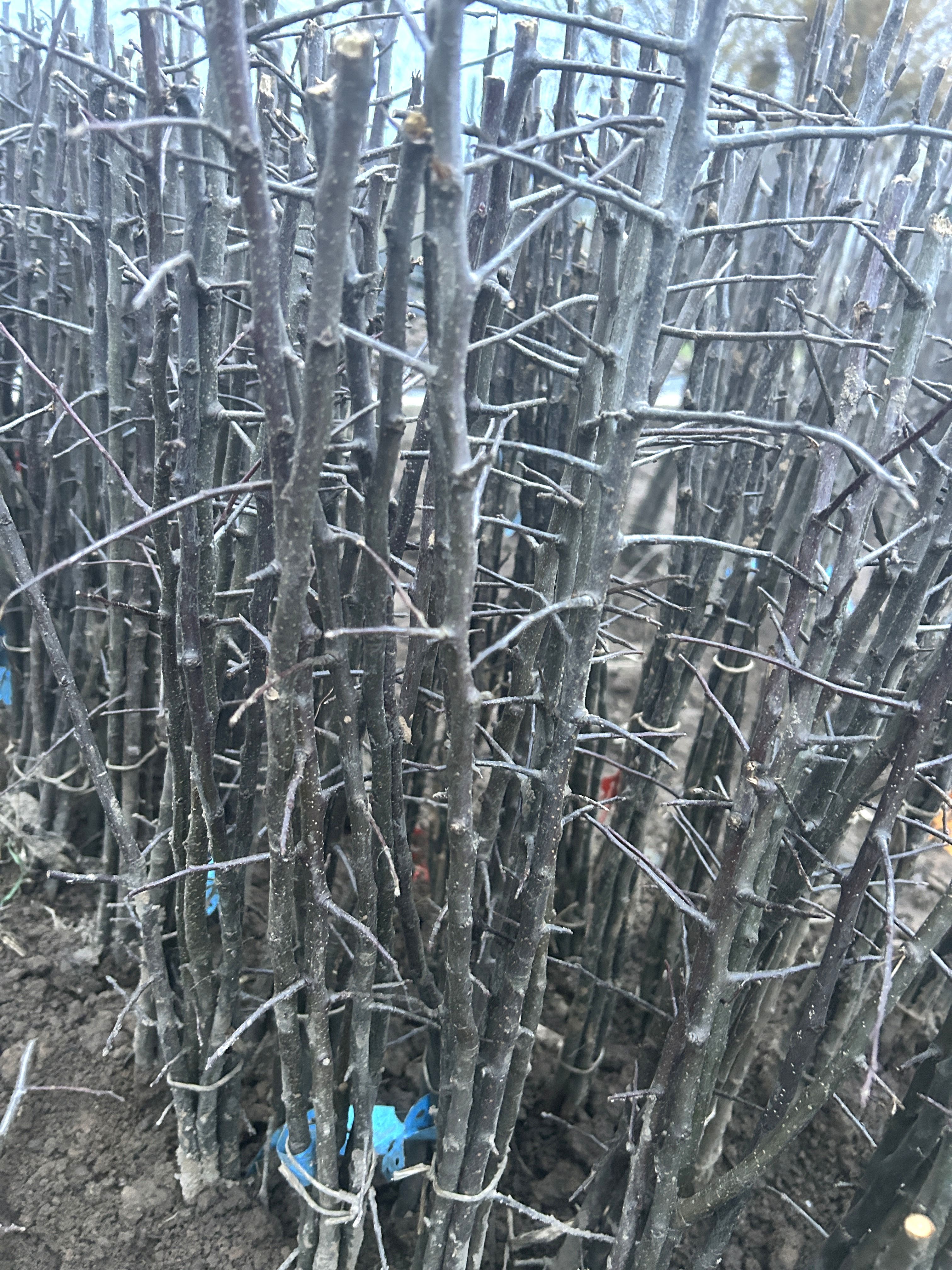 Malus com.'Antonowka'          VgU zert.vf