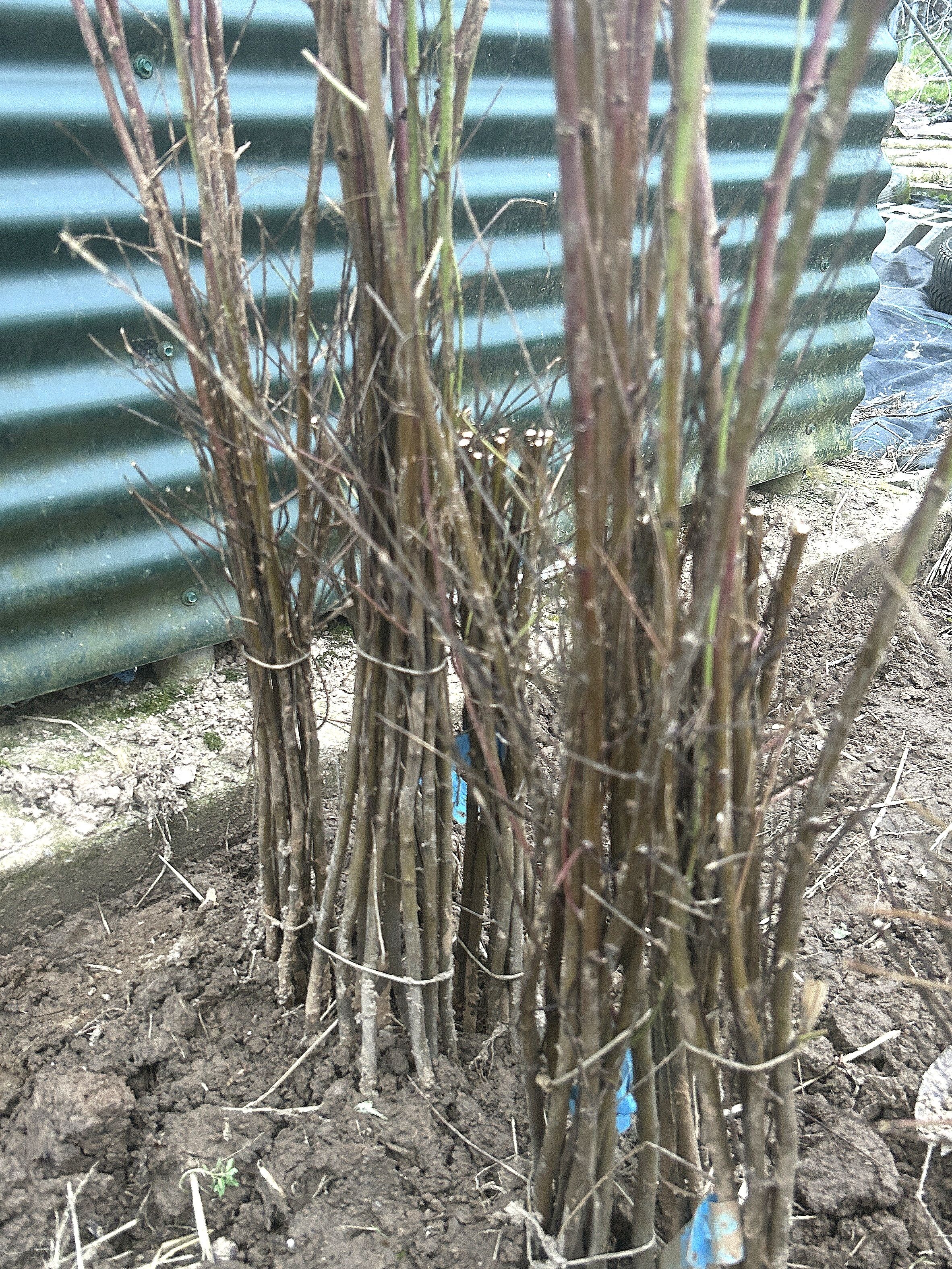 Prunus  'GF 677'                VgU zert.vf