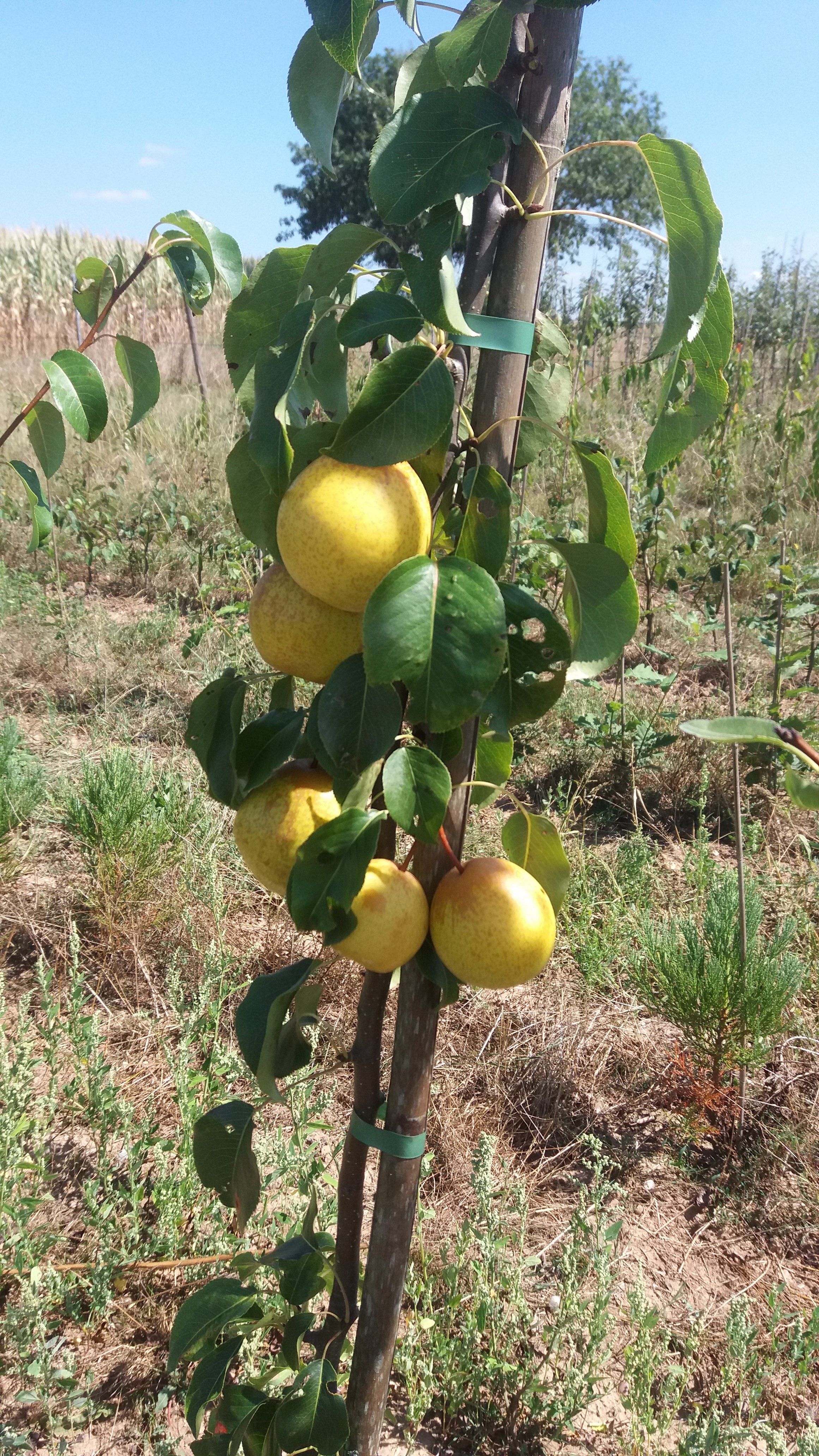 Pyrus pyrifolia 'Benita'  -R-                CAC