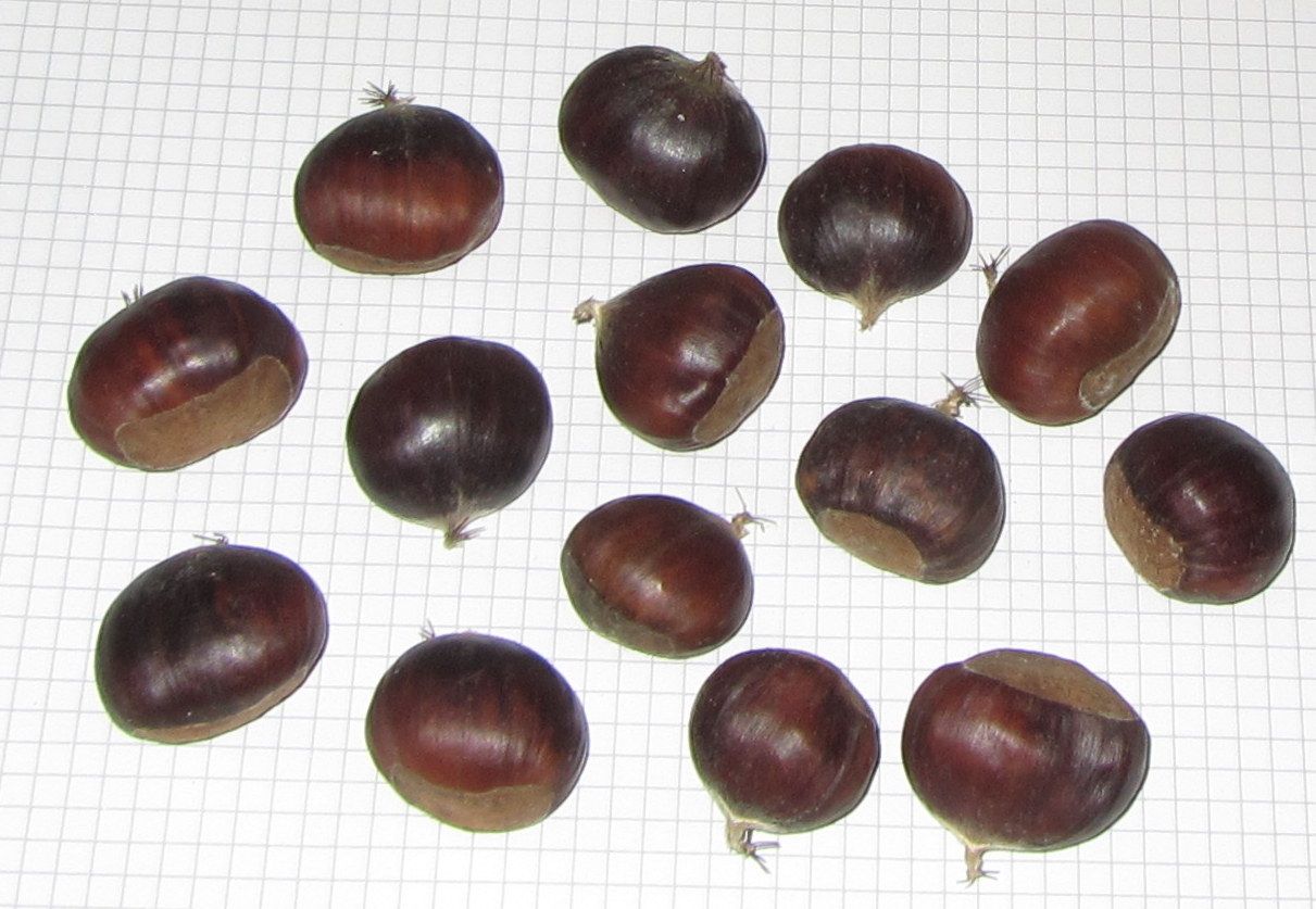 Castanea sativa 'Ecker 1'