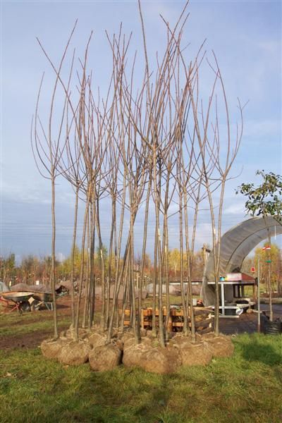 Castanea sativa 'Ecker 1'