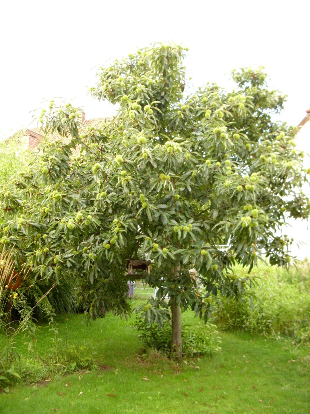 Castanea sativa 'Ecker 1'
