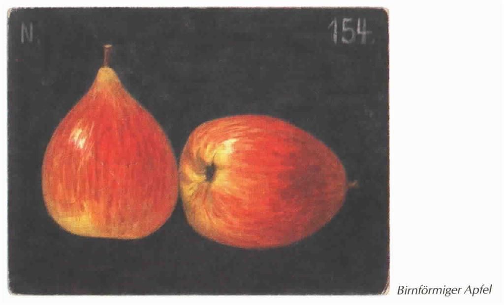 Malus 'Birnförmiger Apfel'       CAC