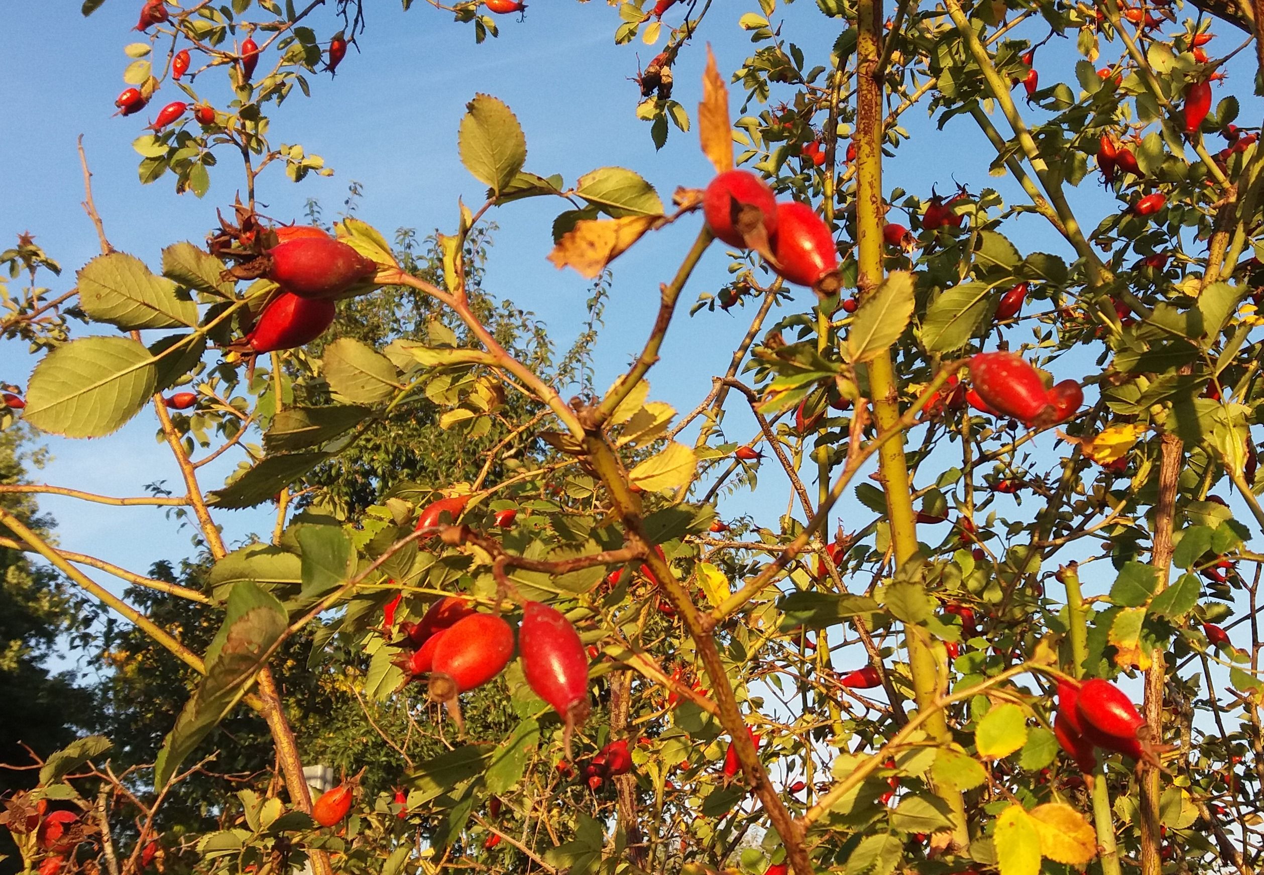 Rosa 'PiRo3' - Pillnitzer Vitaminrose