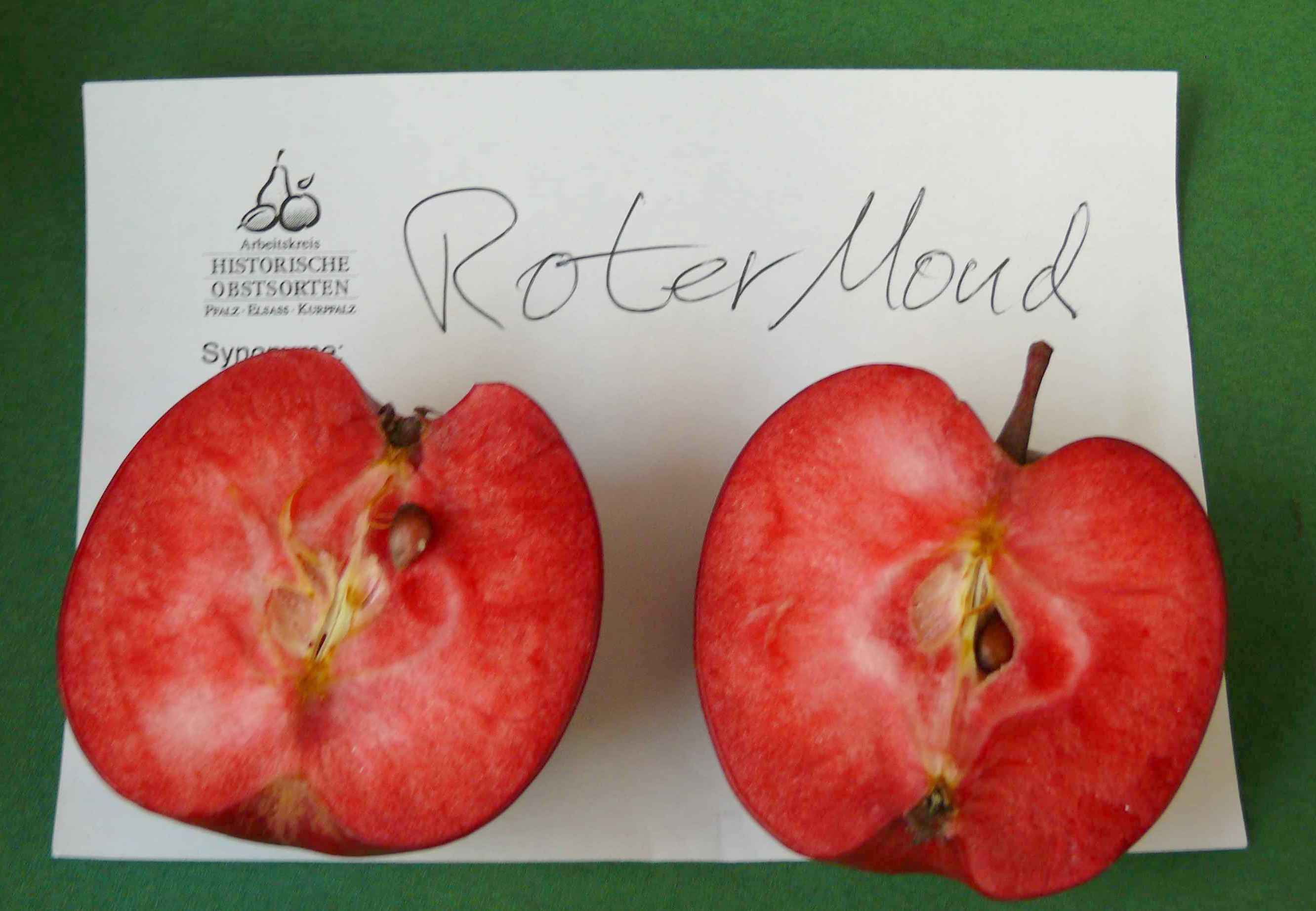 Malus 'Roter Mond'                  CAC