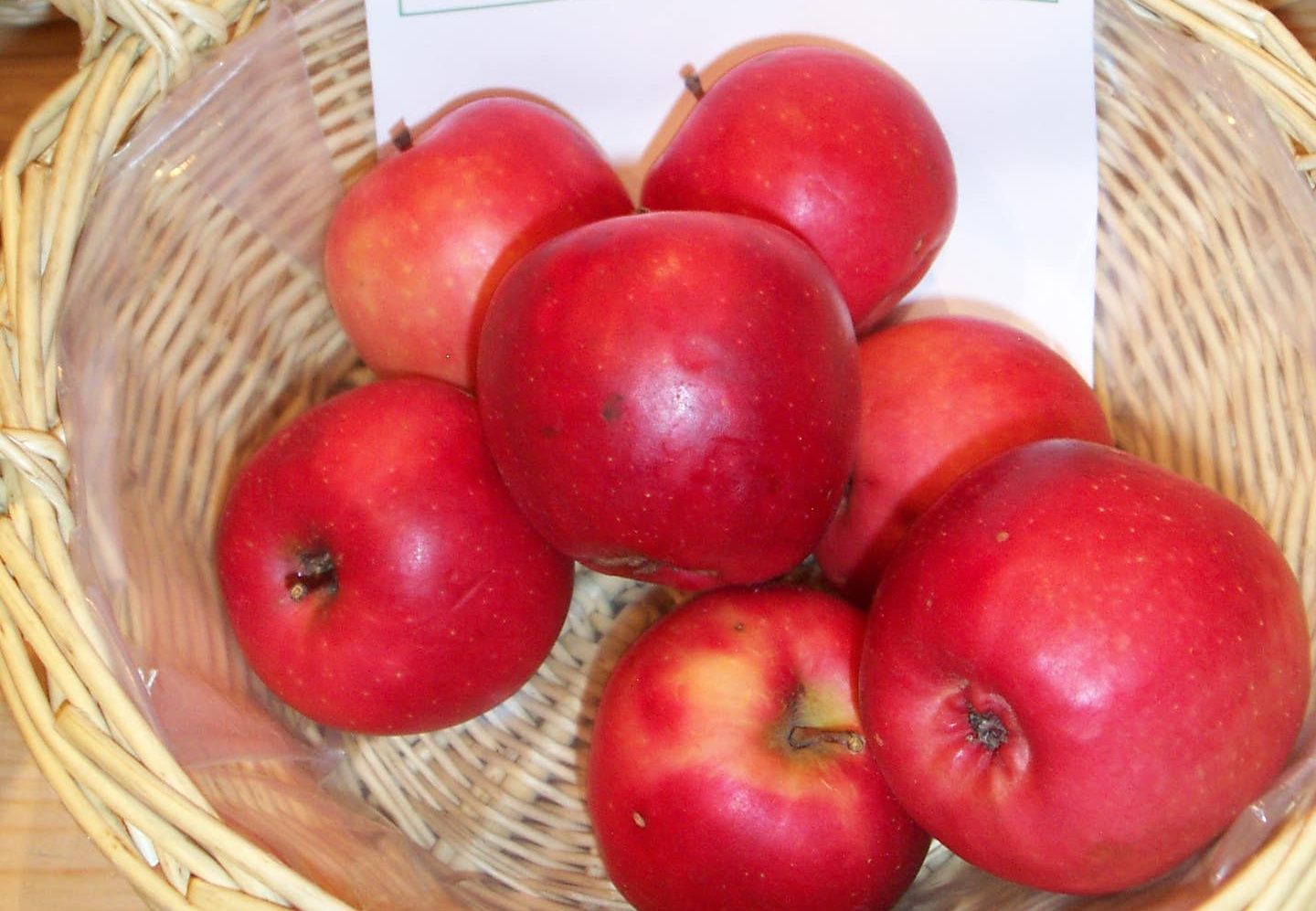 Malus 'Roter Mond'                  CAC