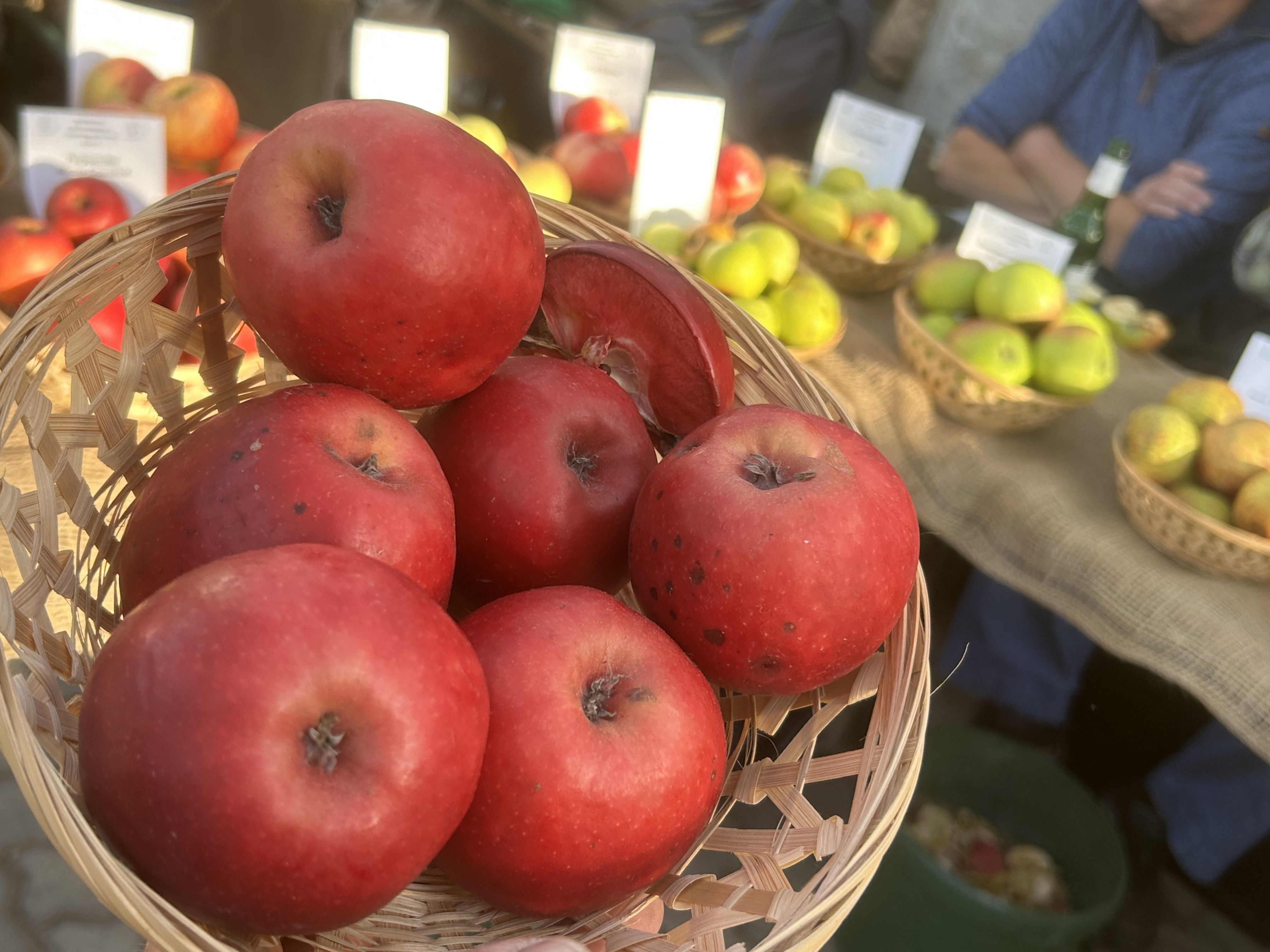 Malus 'Roter Mond'                  CAC