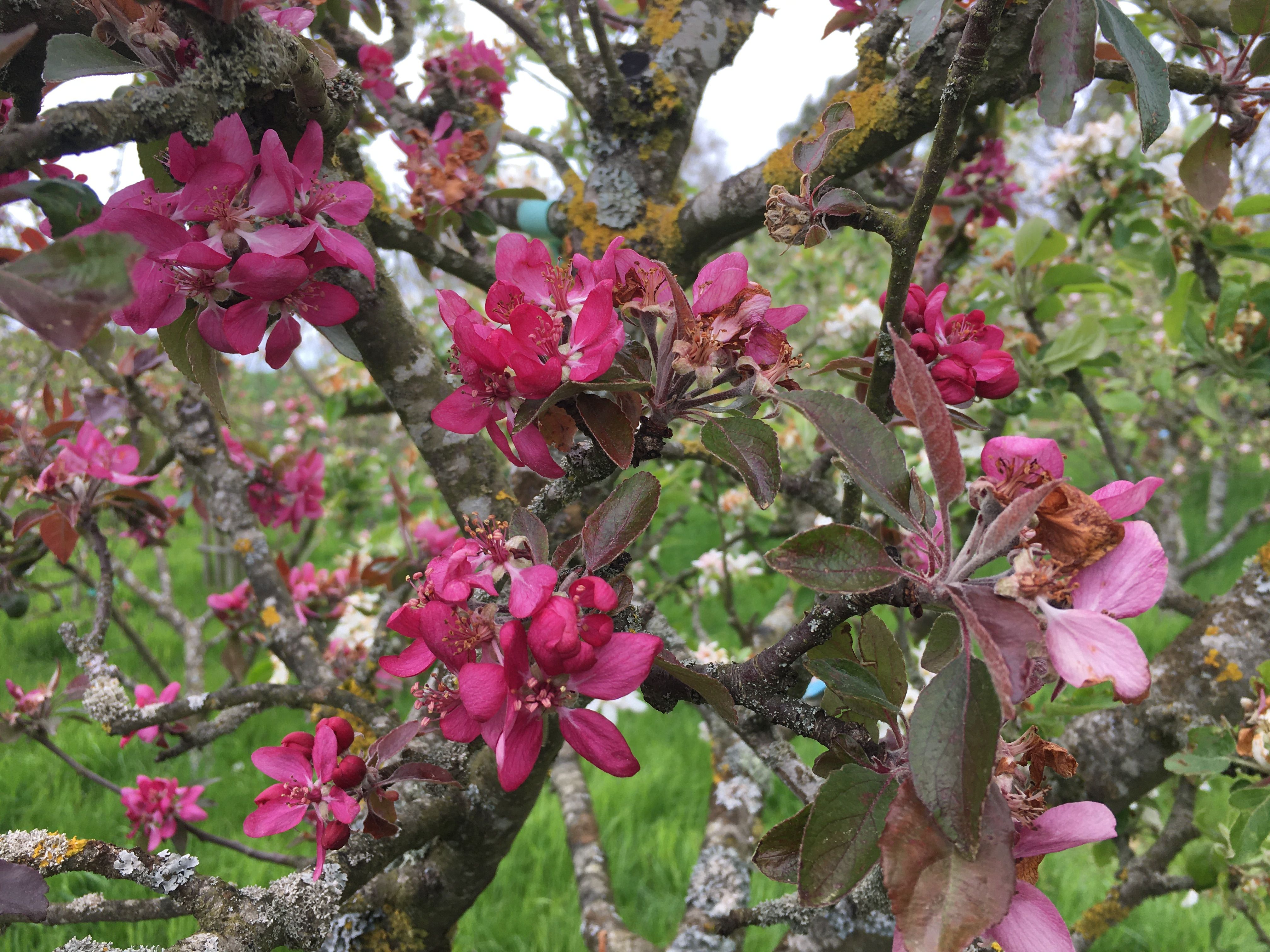 Malus 'Roter Mond'                  CAC