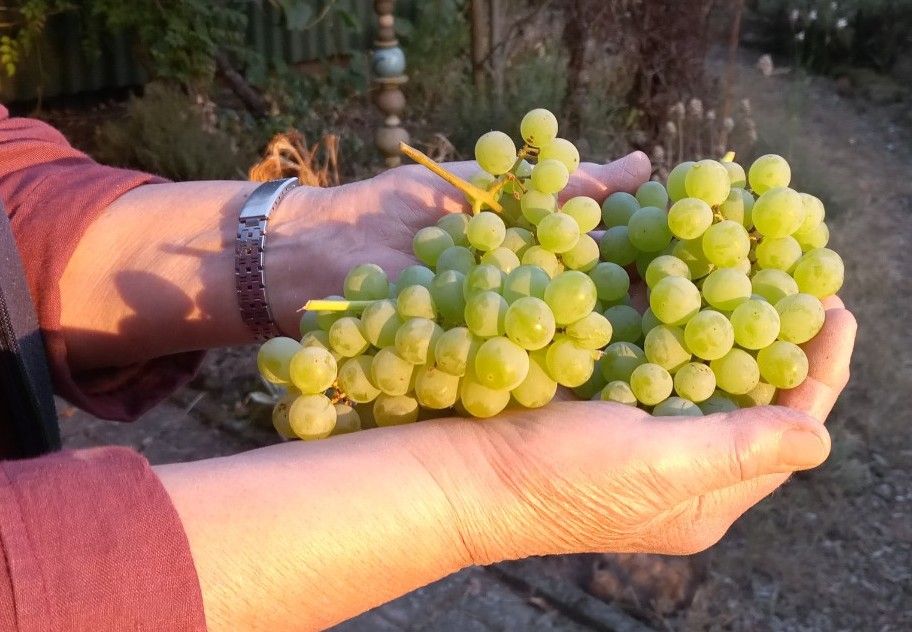 Vitis 'Lakemont'  -R-   II