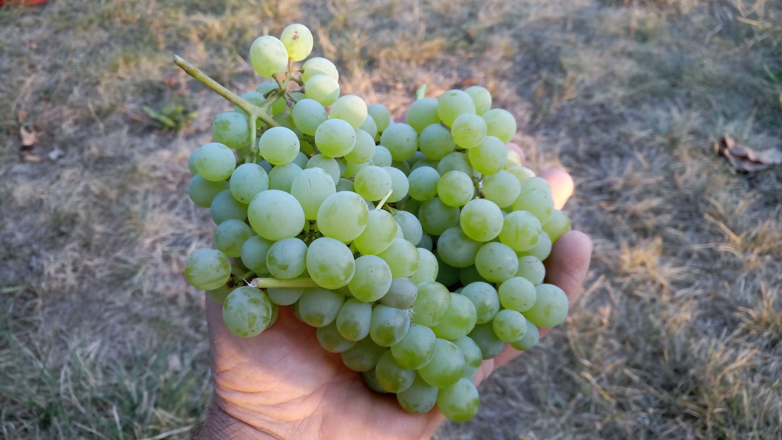 Vitis 'Lakemont'  -R-   II