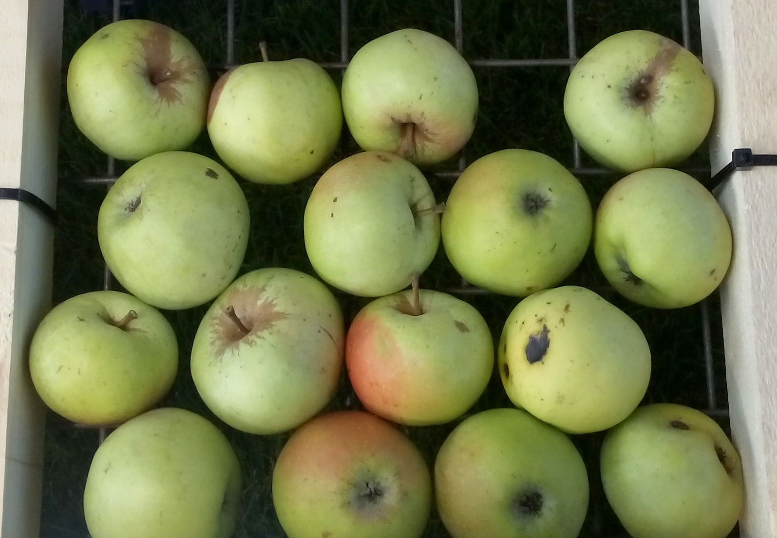 Malus 'Lothringer Rambur'  *        CAC
