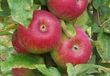 Malus 'Christkindler'  *                  CAC