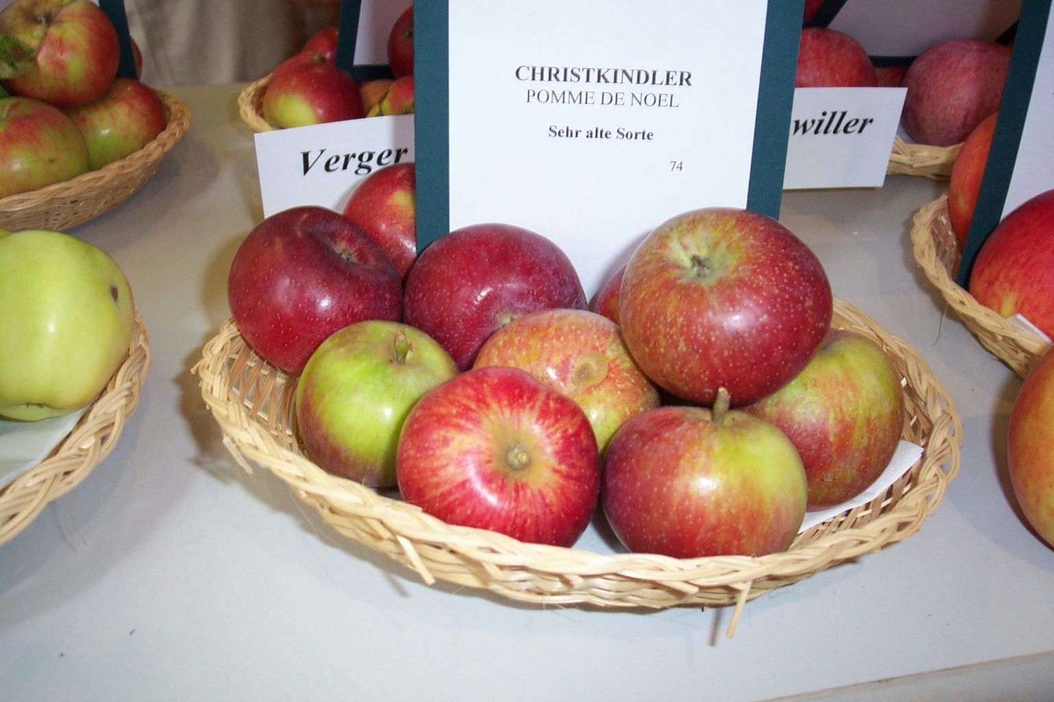 Malus 'Christkindler'  *                  CAC