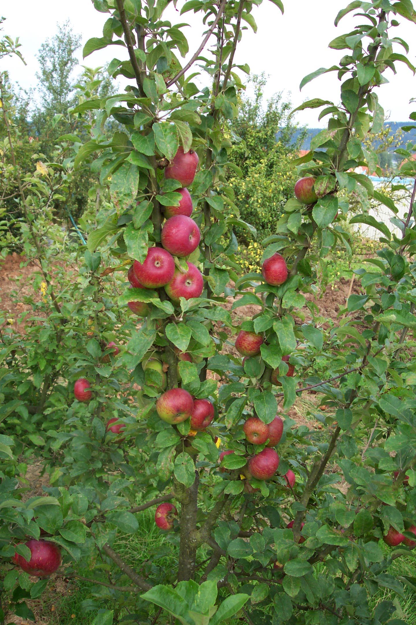 Malus 'Christkindler'  *                  CAC