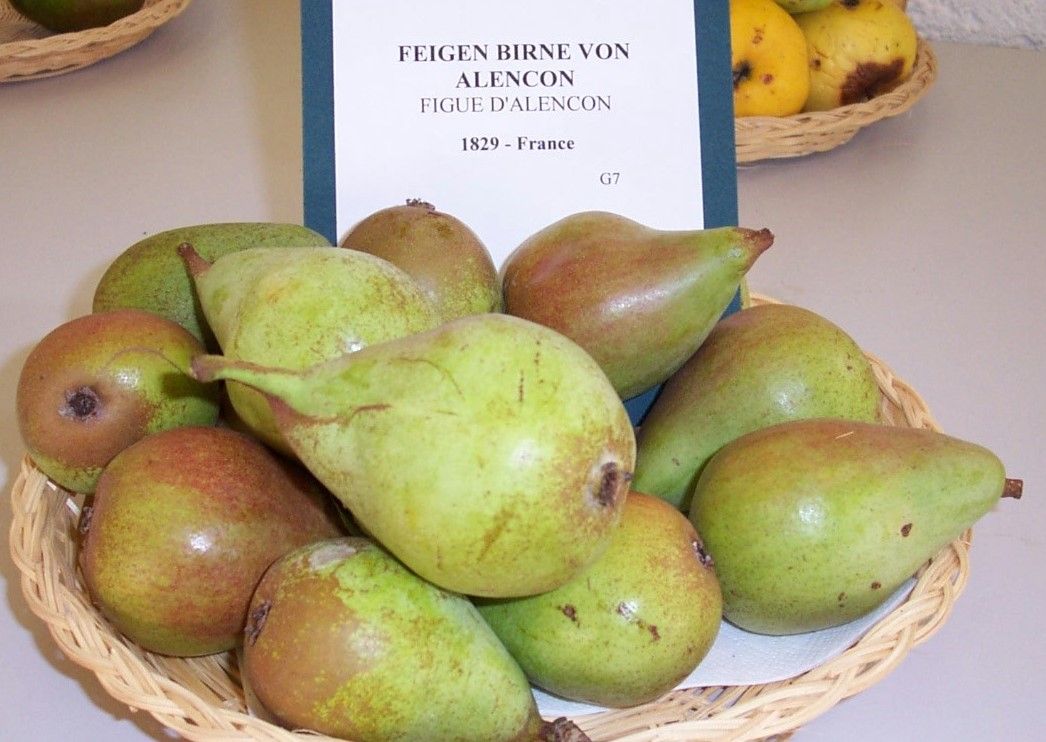 Pyrus com.'Feigenbirne von Alencon'  CAC