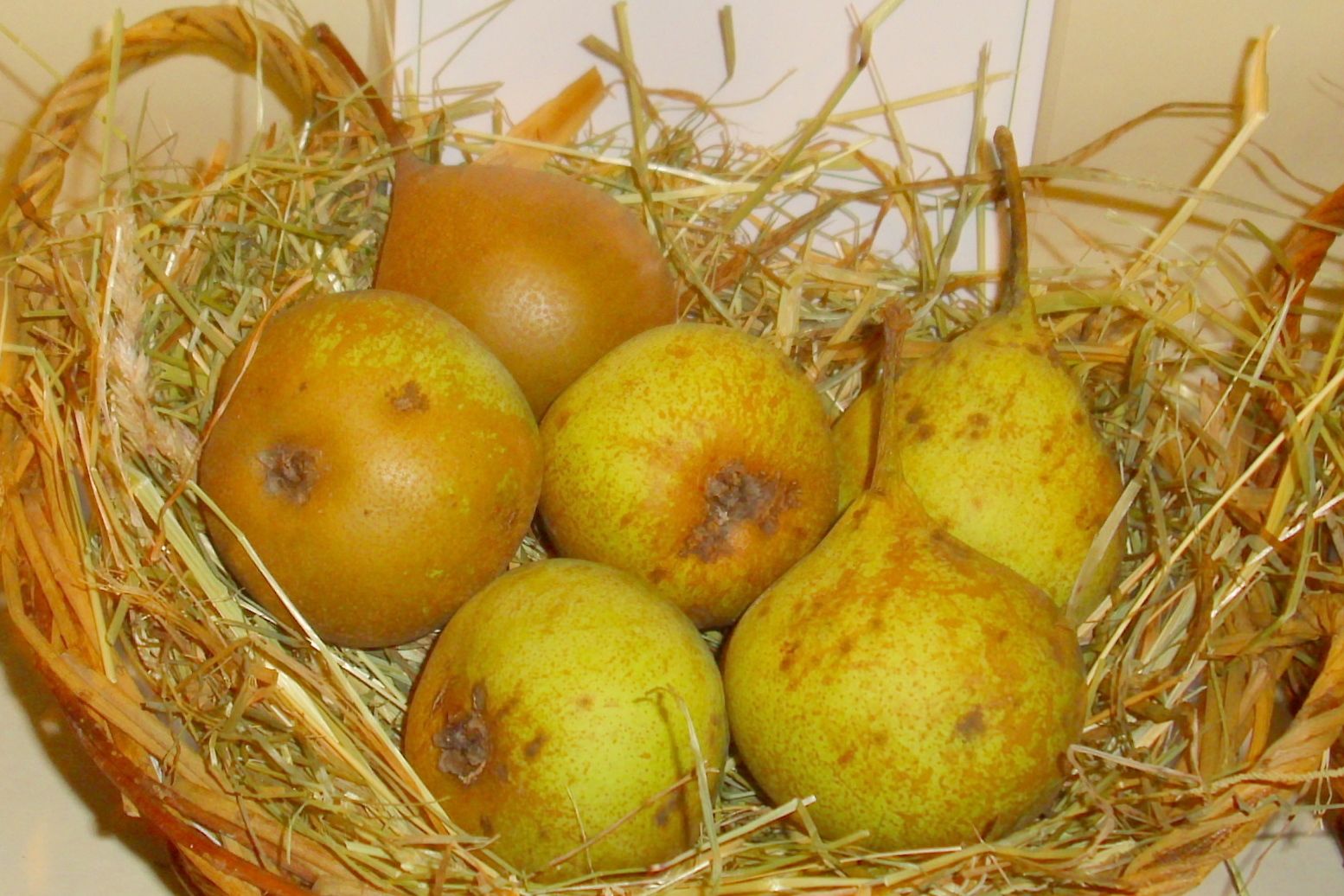 Pyrus com.'Betzelsbirne'   CAC