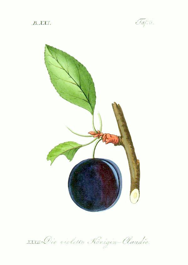Prunus ital.'Violette Reneklode'  *   CAC