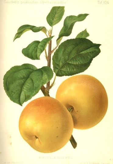 Malus 'Batullenapfel'                    CAC