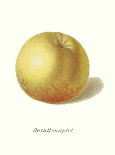 Malus 'Batullenapfel'                    CAC
