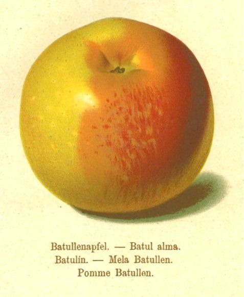 Malus 'Batullenapfel'                    CAC