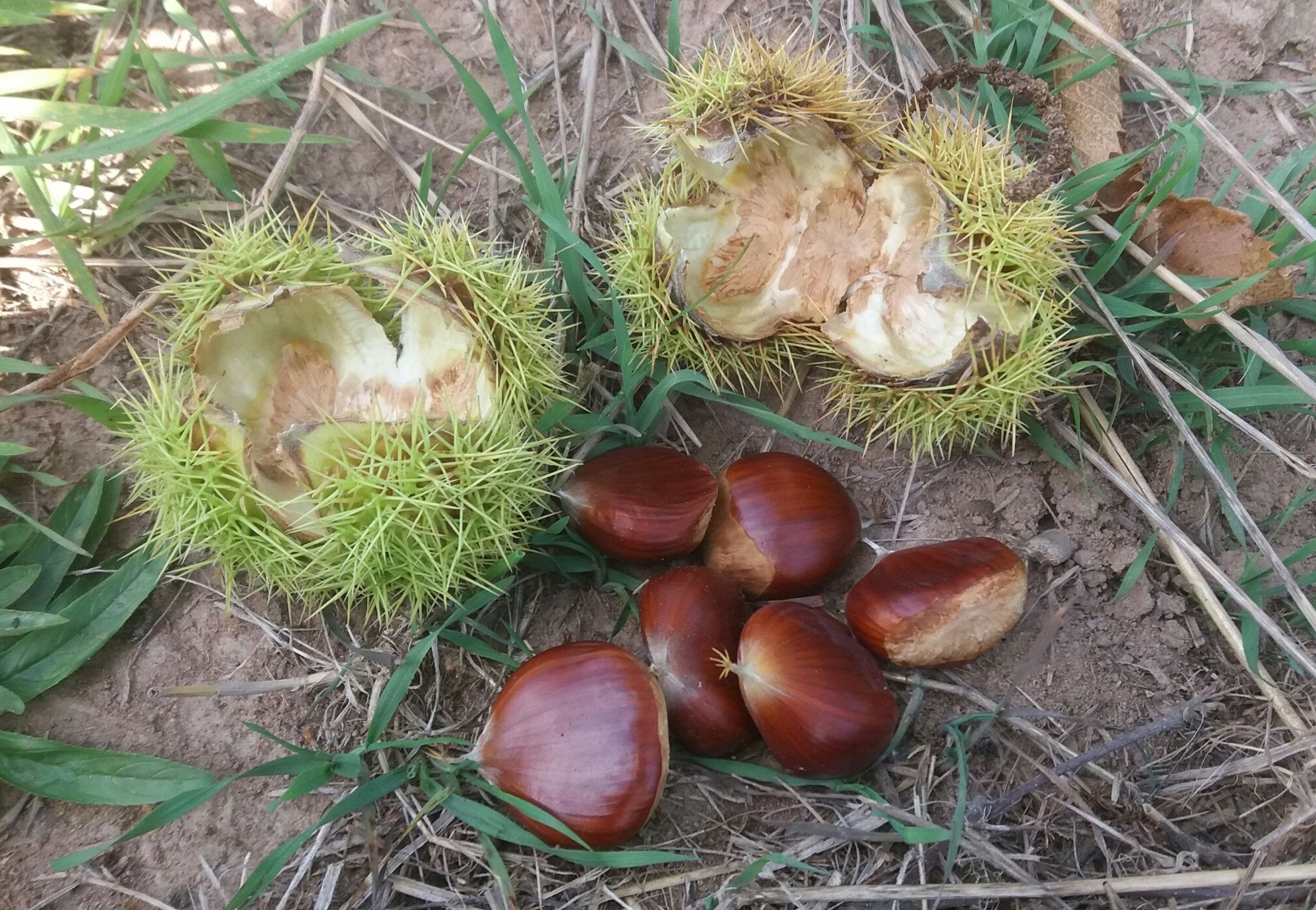 Castanea  sat. x cren. 'Bouche de Betizac'
