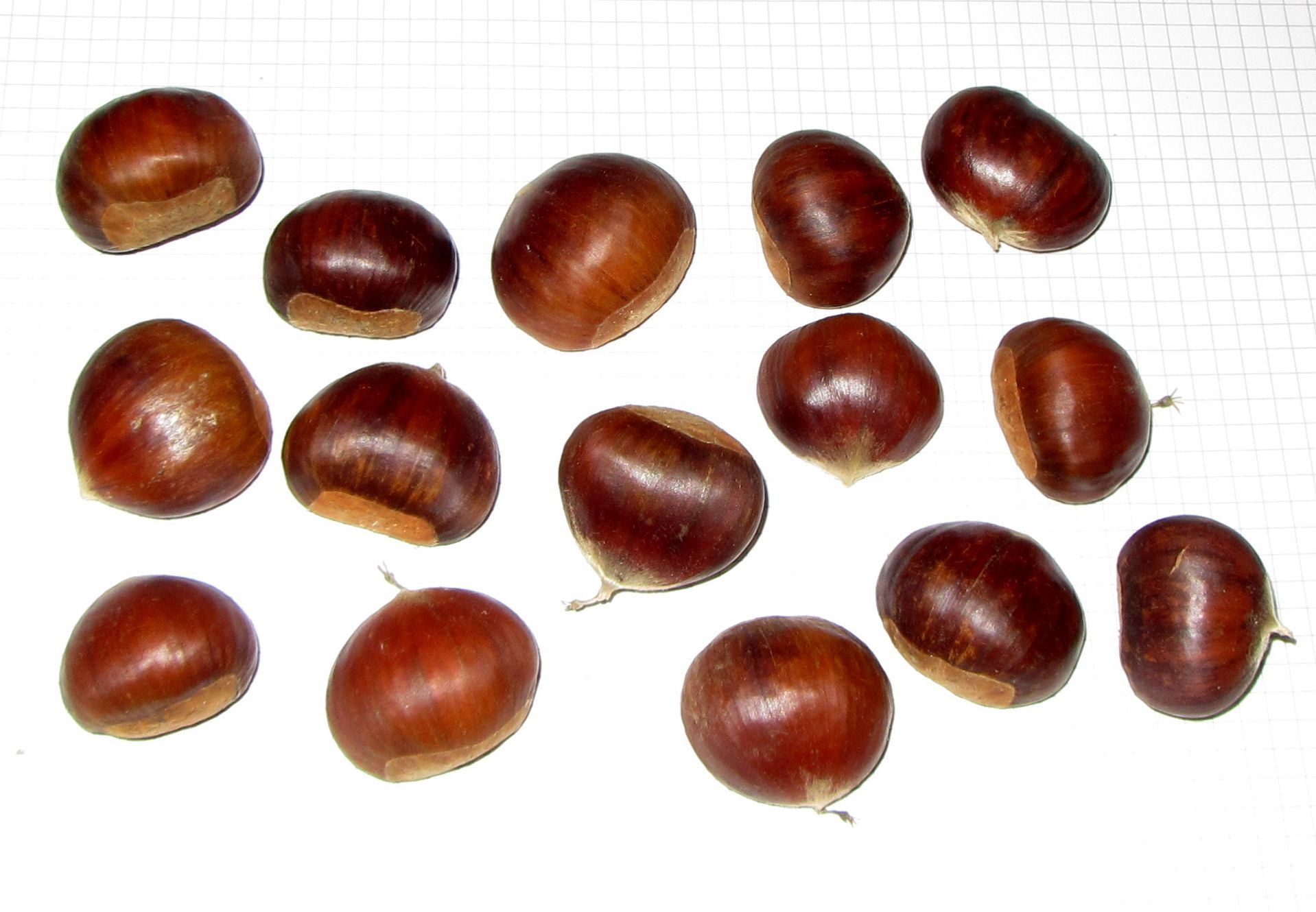 Castanea  sat. x cren. 'Bouche de Betizac'