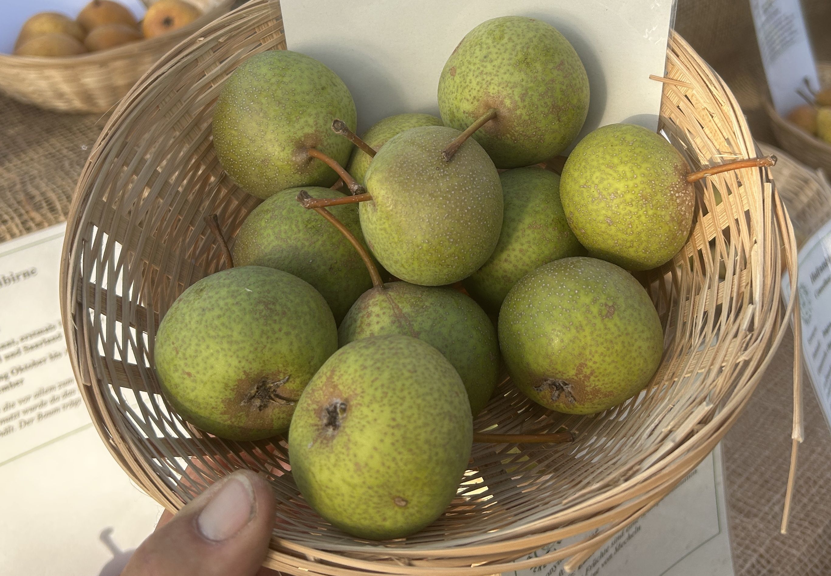 Pyrus com.'Karcherbirne'   CAC