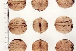 Juglans regia 'Ronde de Montignac'      CAC