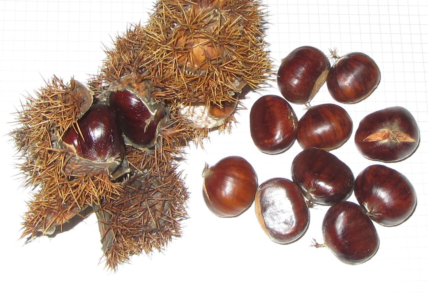 Castanea sat. x cren. 'Précoce Migoule'
