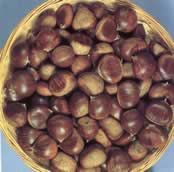 Castanea sat. x cren. 'Précoce Migoule'
