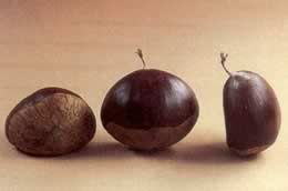 Castanea sat. x cren. 'Précoce Migoule'