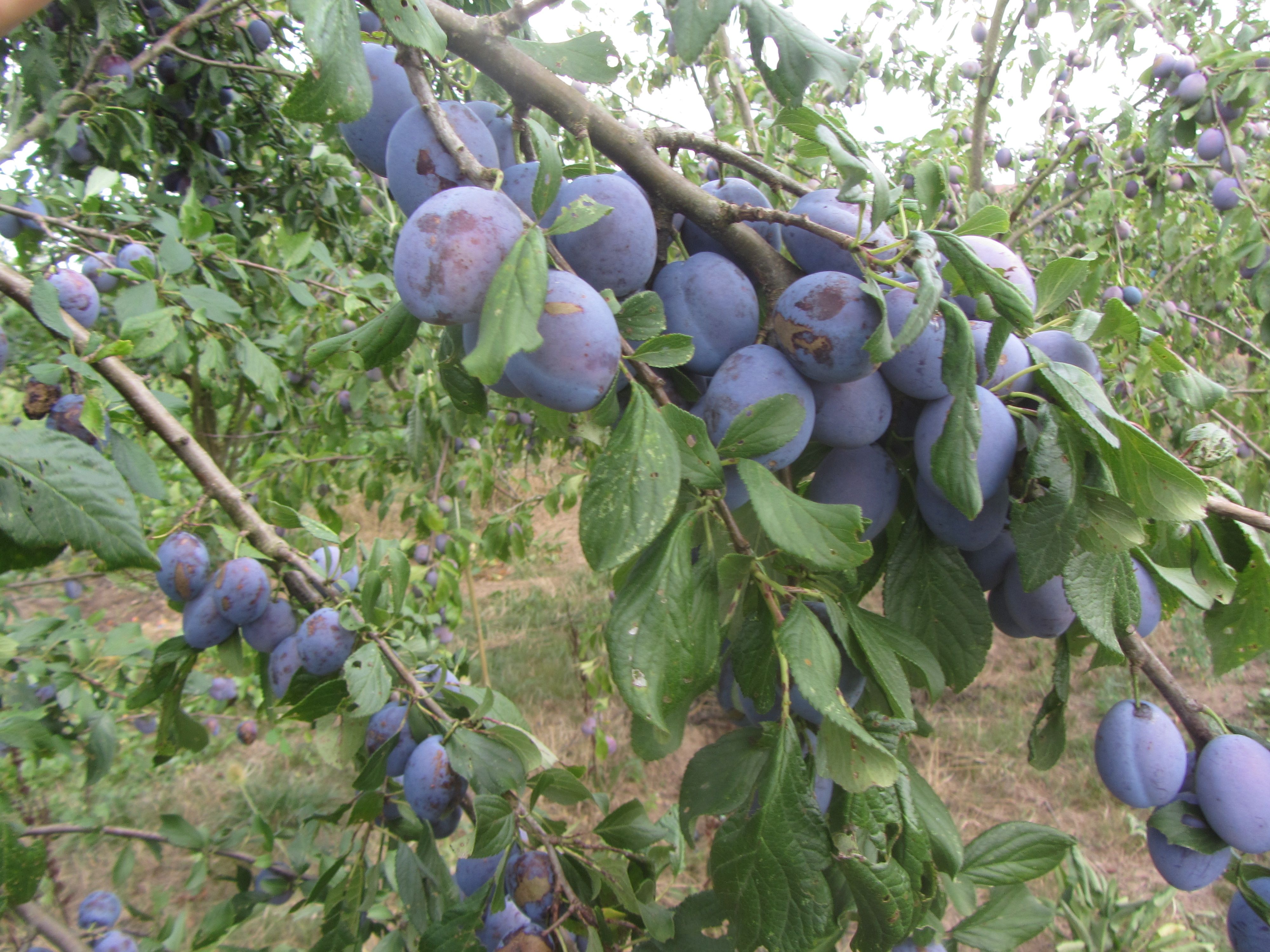 Prunus dom.'Jojo'  -S-             CAC