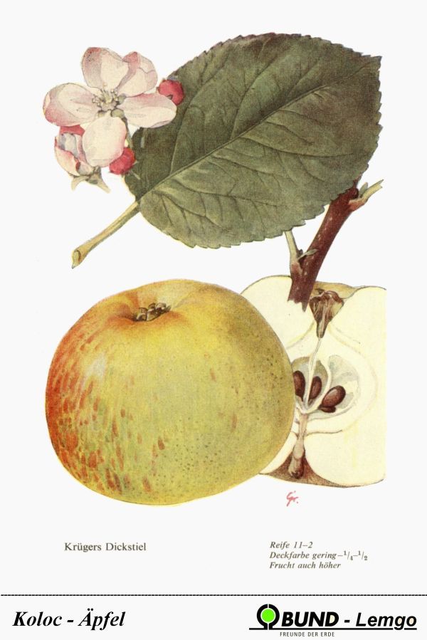 Malus 'Krügers Dickstiel' (Celler Dickstiel)  CAC
