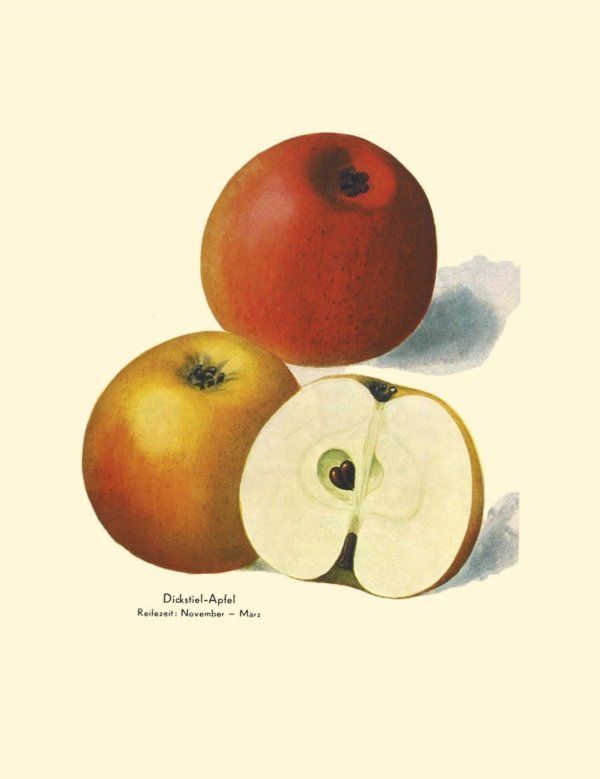 Malus 'Krügers Dickstiel' (Celler Dickstiel)  CAC