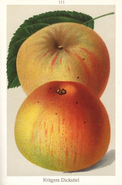 Malus 'Krügers Dickstiel' (Celler Dickstiel)  CAC